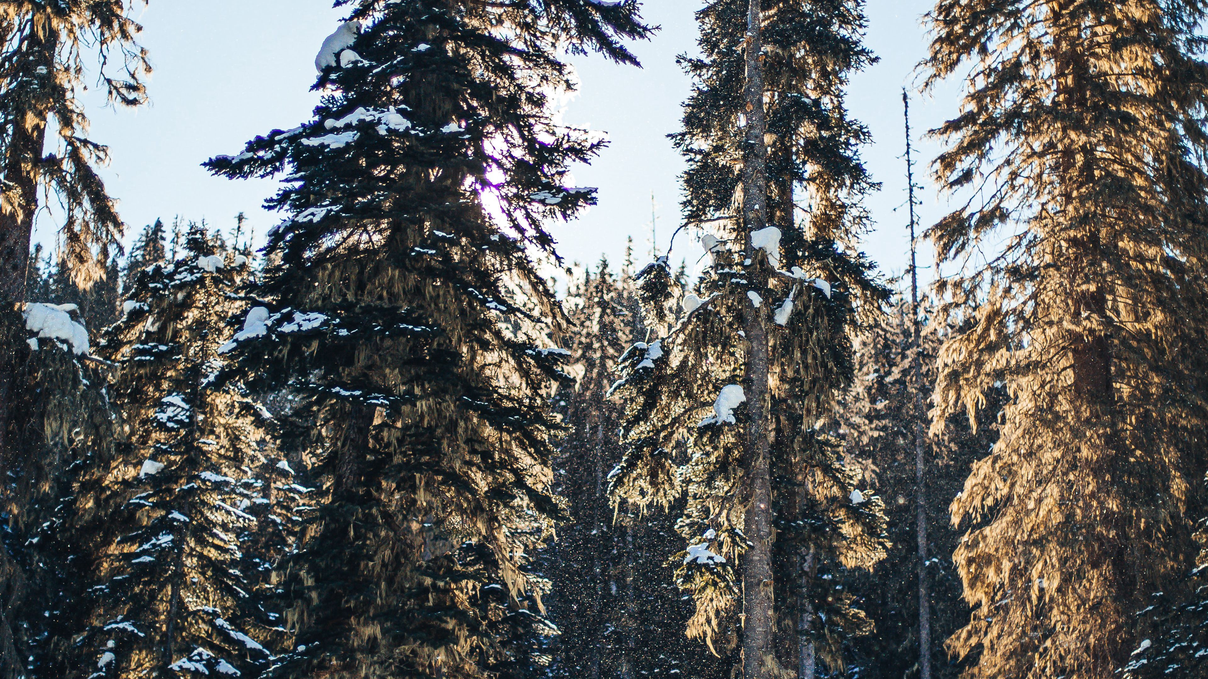 pines, trees, snow, forest, winter, 4k, HD Wallpaper