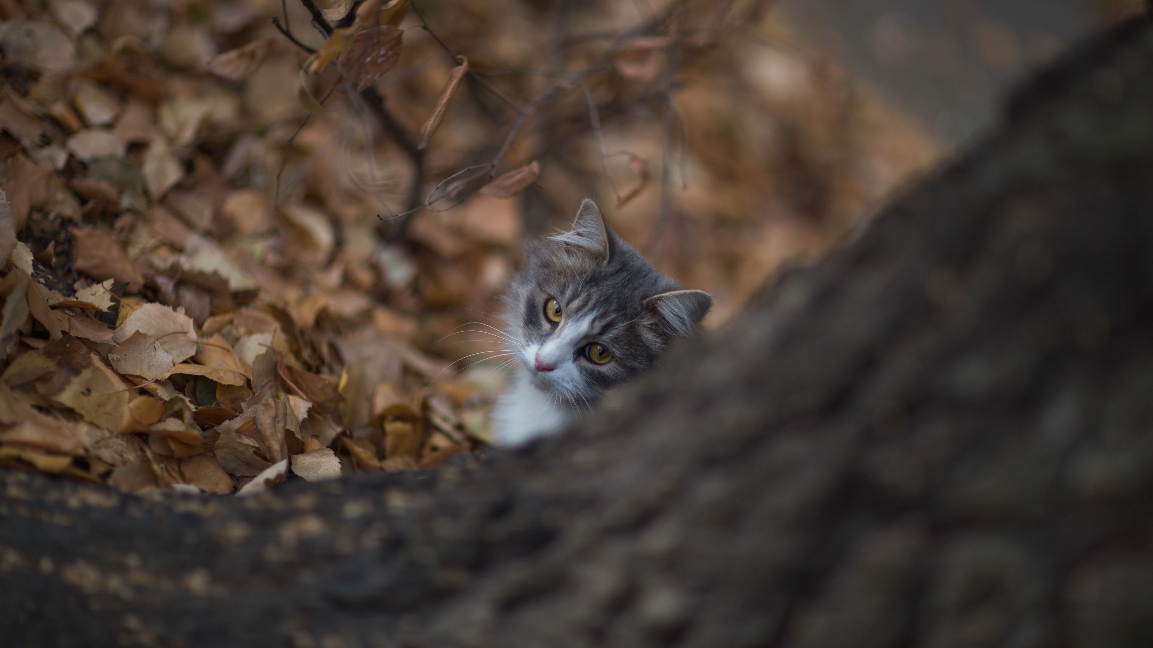 cat, glance, pet, tree, 4k, HD Wallpaper