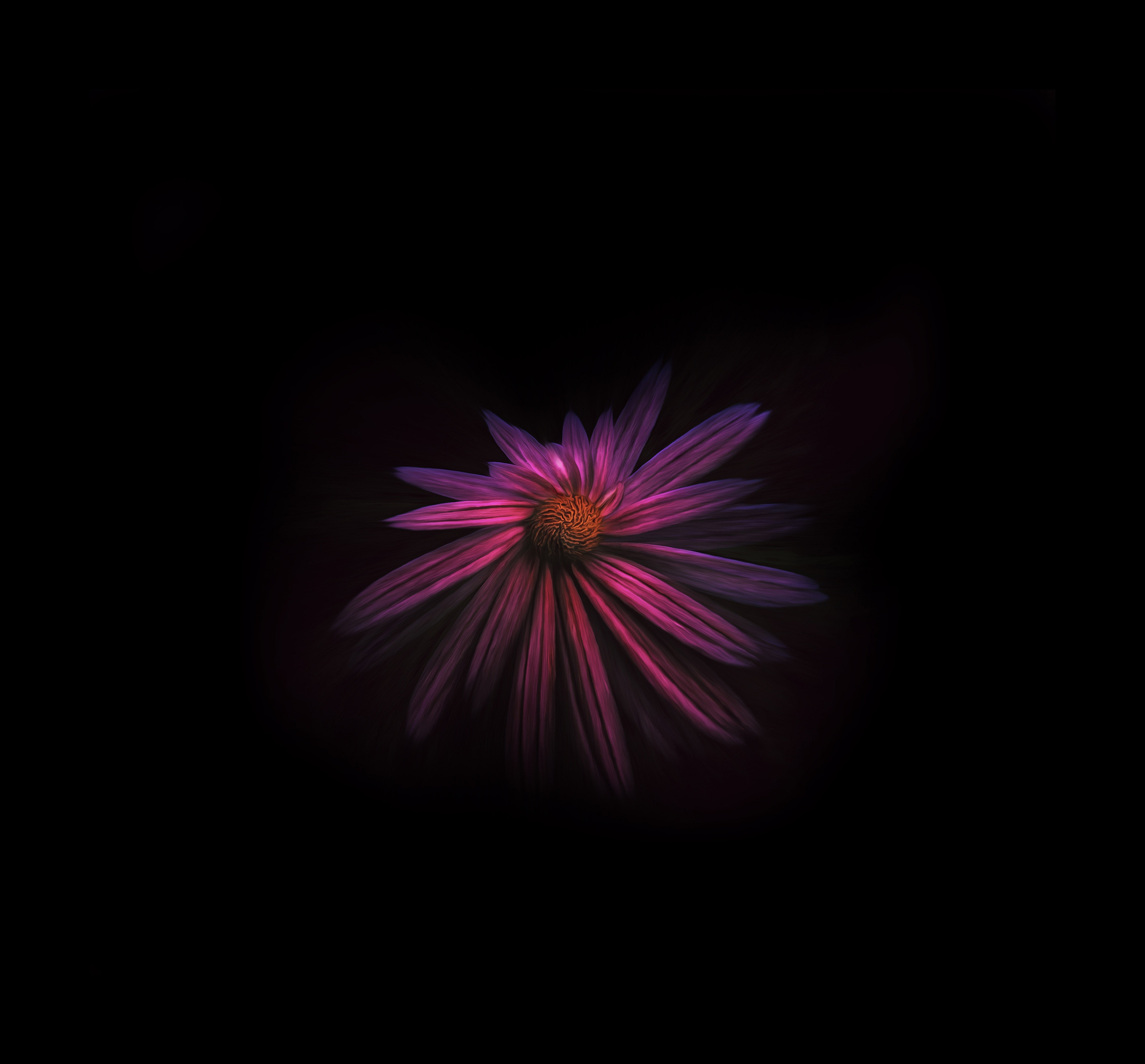 flowers, dark, background, hd, 4k, HD Wallpaper
