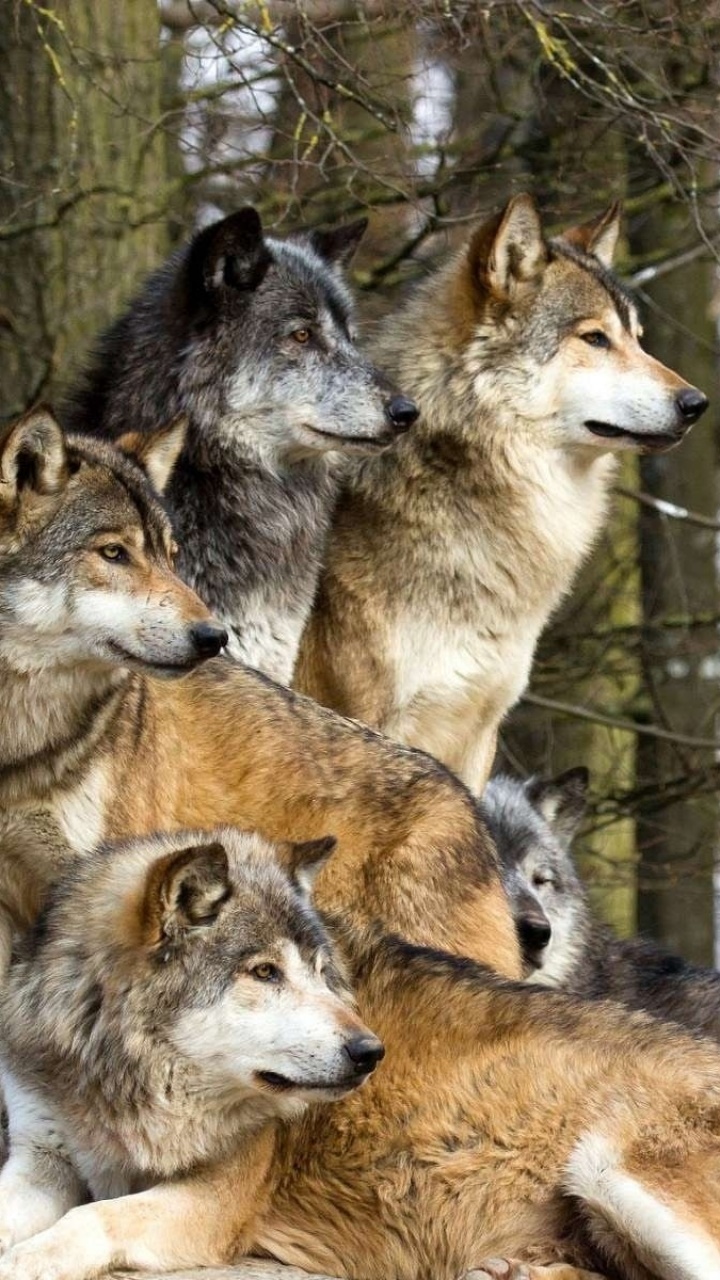 Animal Wolf, 720x1280, Phone HD Wallpaper