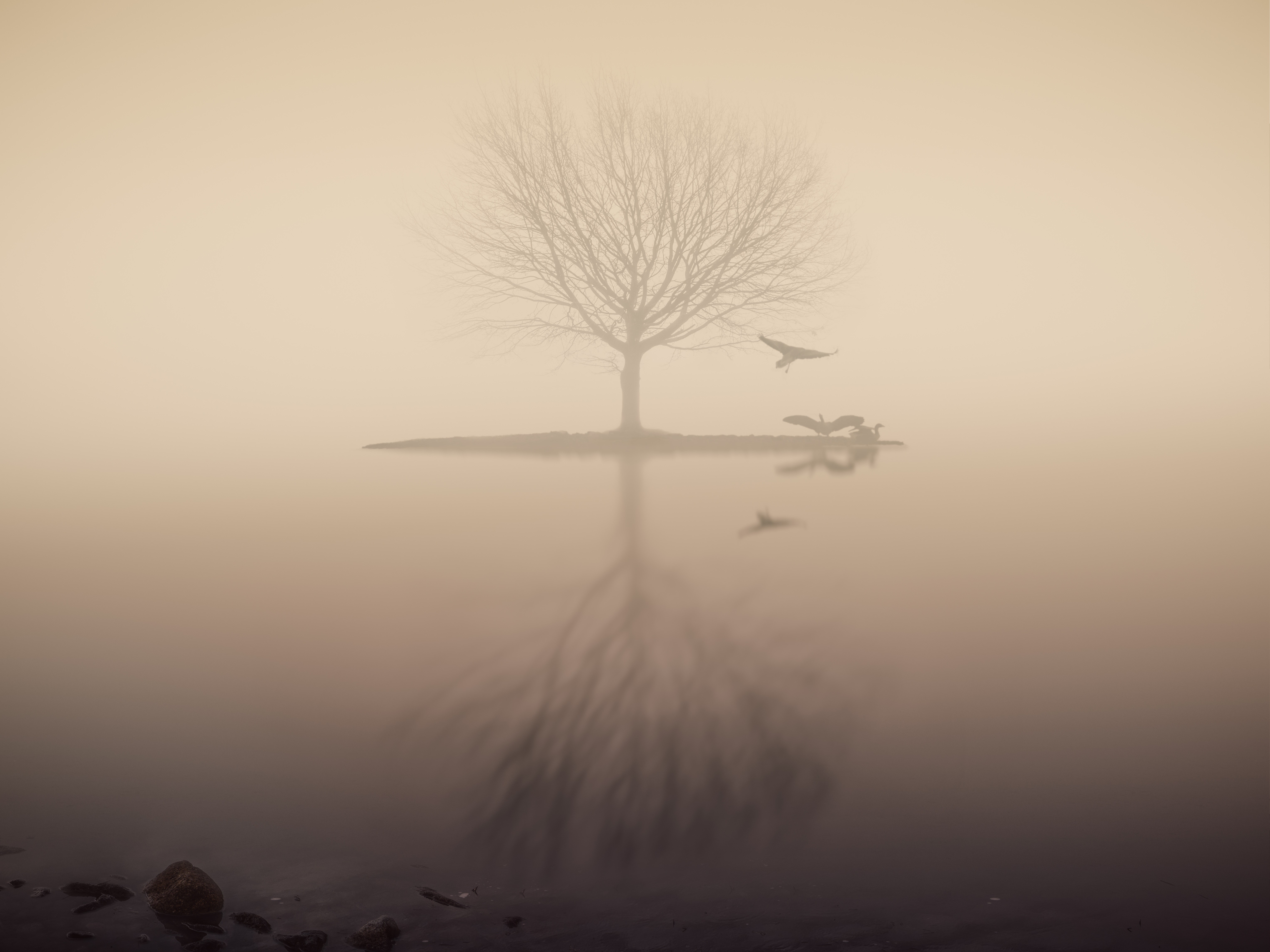 fog, lake, silhouette, tree, birds, nature, hd, 4k, 5k, HD Wallpaper
