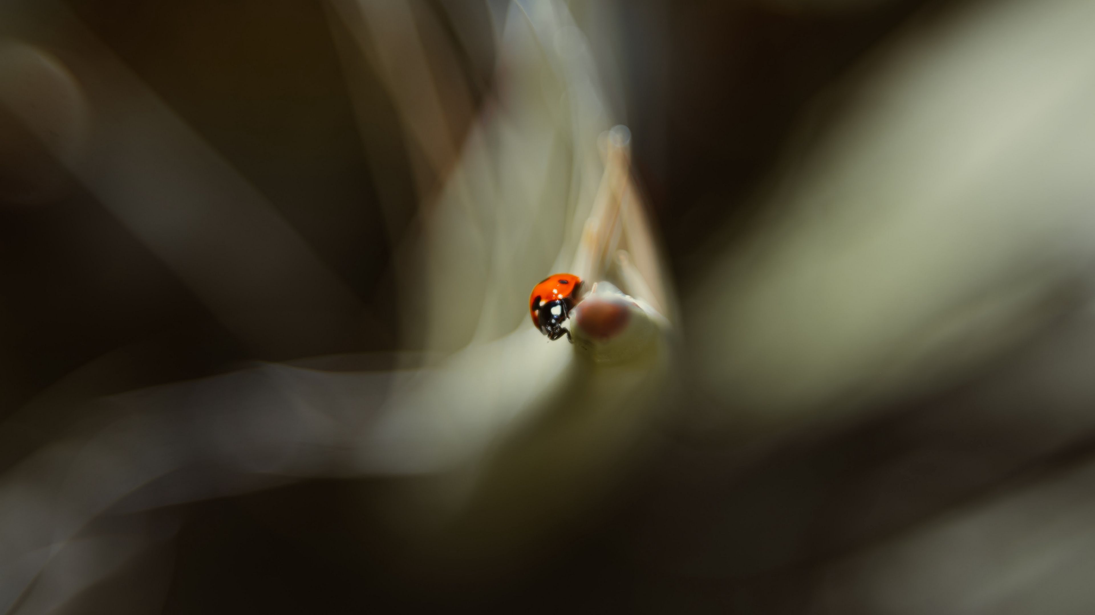 ladybug, leaf, macro, blur, 4k, HD Wallpaper