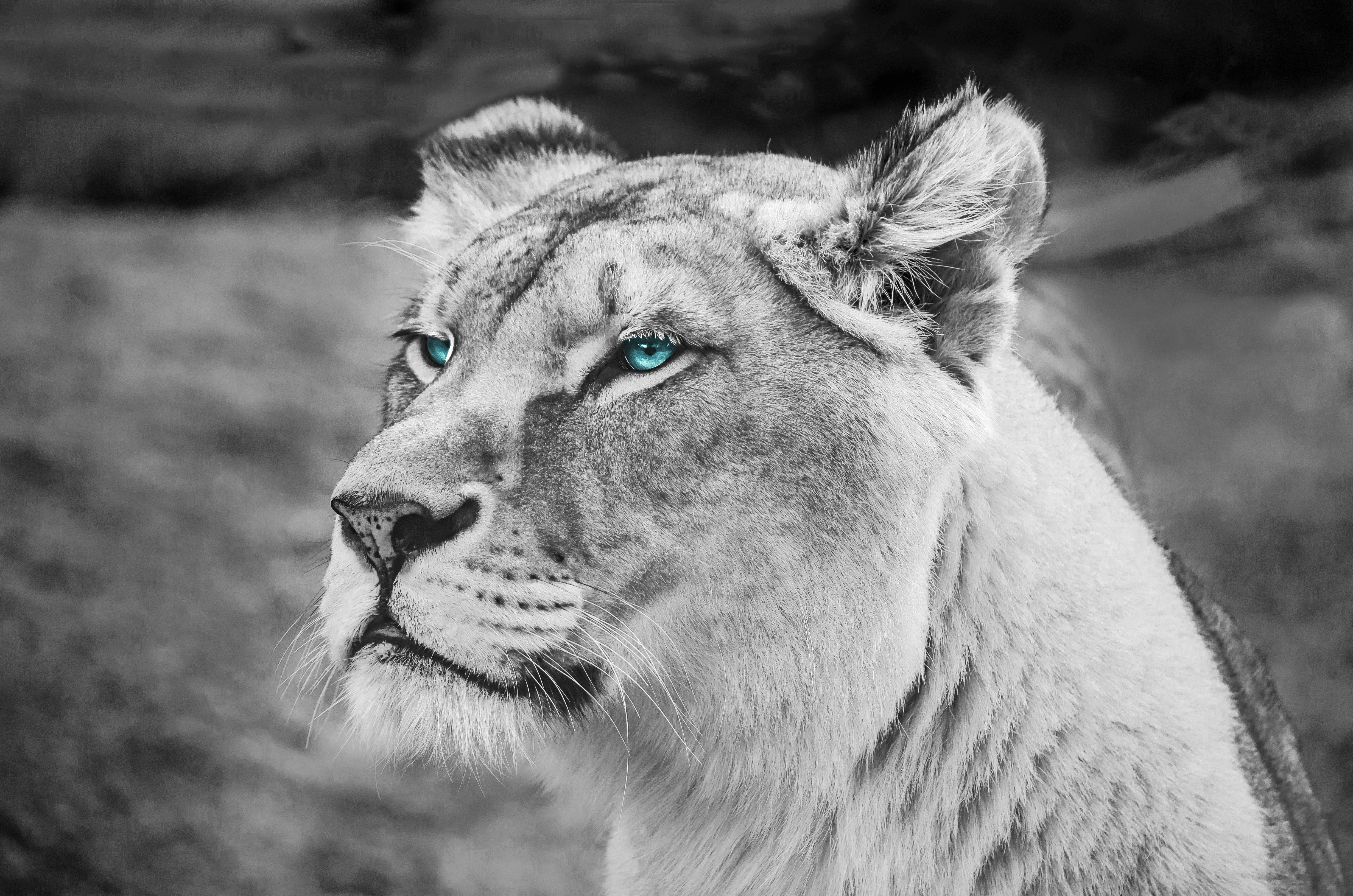 lion, animals, hd, 4k, 5k, monochrome, black and white, blue eyes, HD Wallpaper