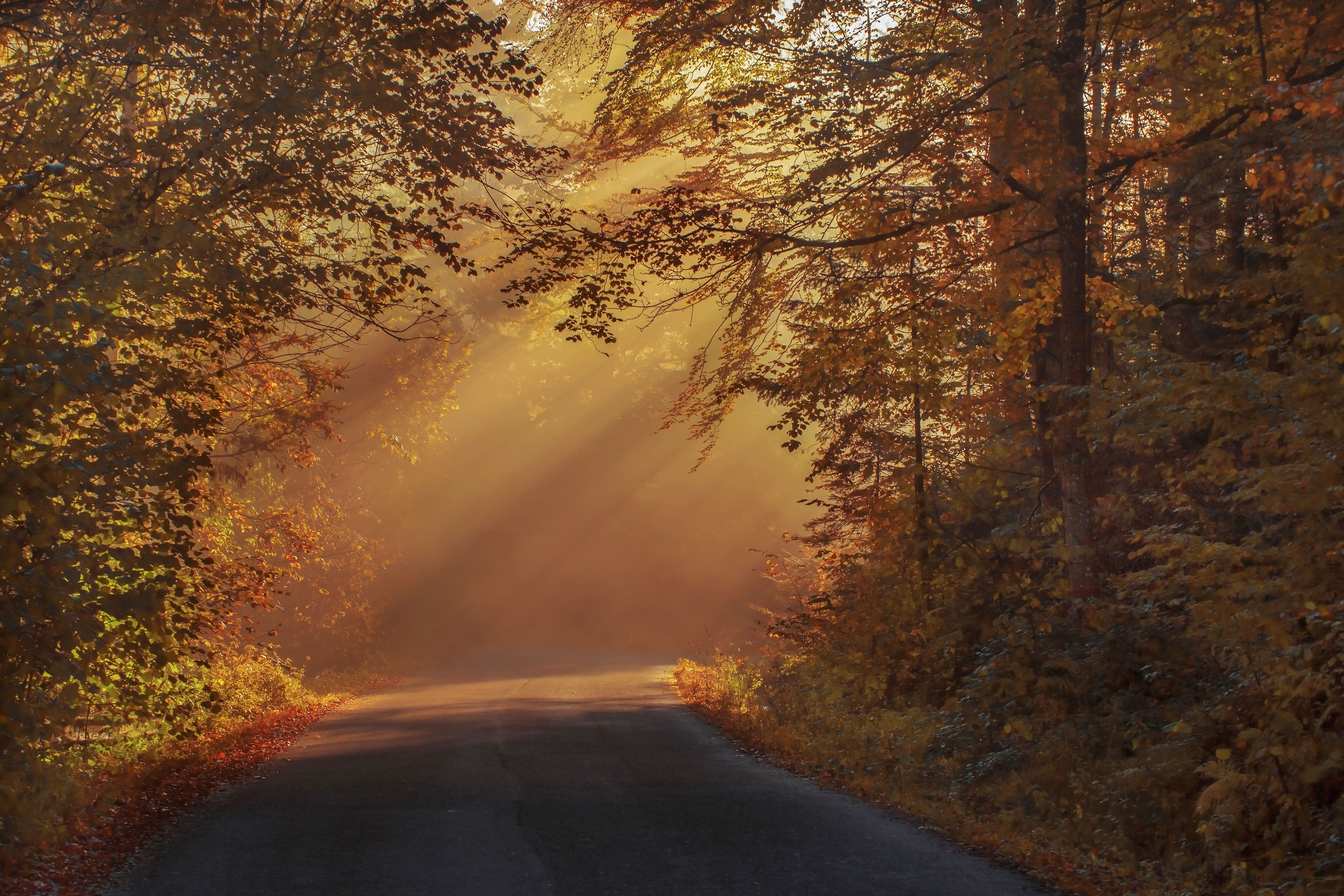 road, nature, trees, hd, 4k, 5k, HD Wallpaper