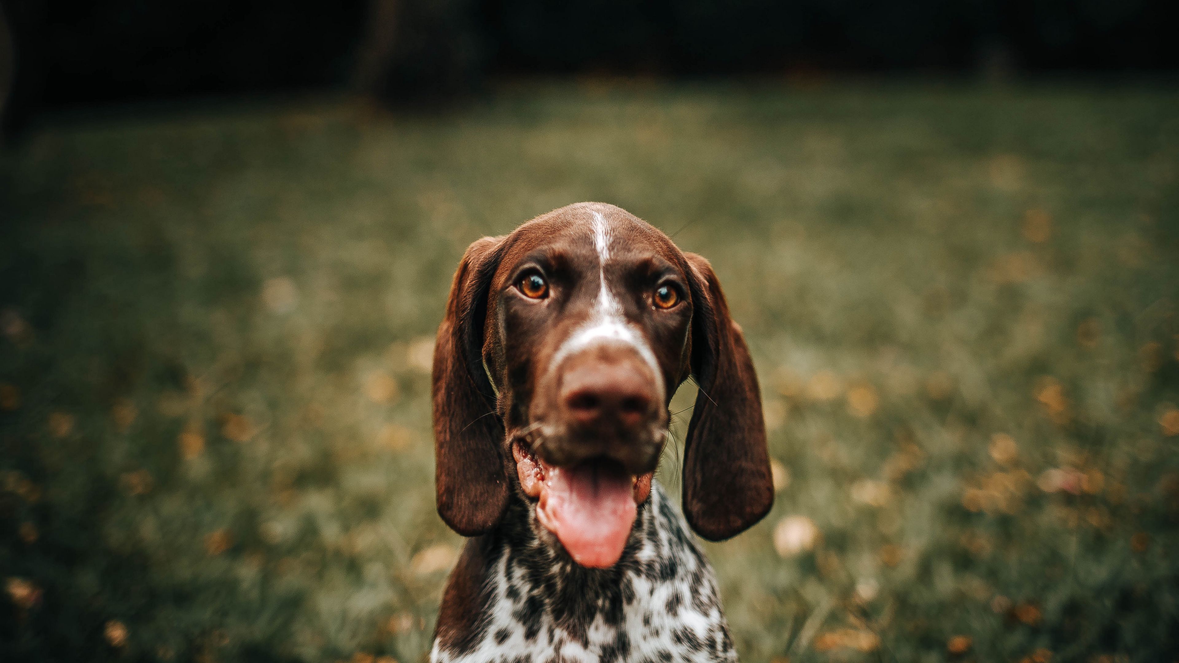 braque francais, dog, protruding tongue, muzzle, 4k, HD Wallpaper