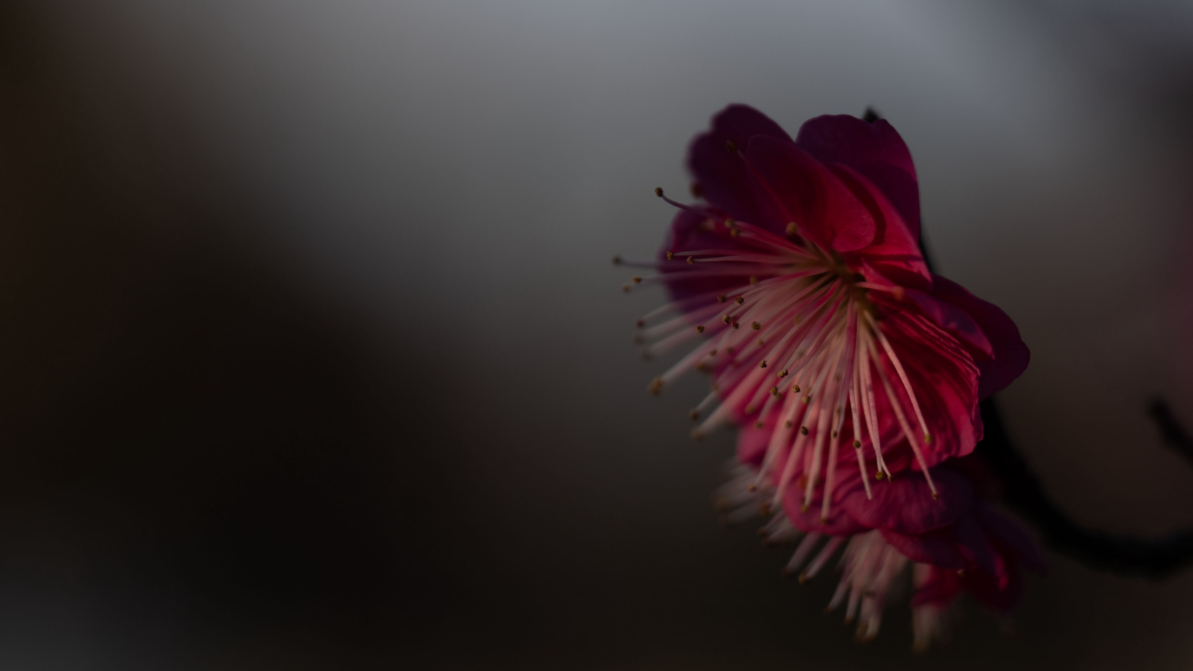 sakura, flower, pink, macro, closeup, 4k, HD Wallpaper