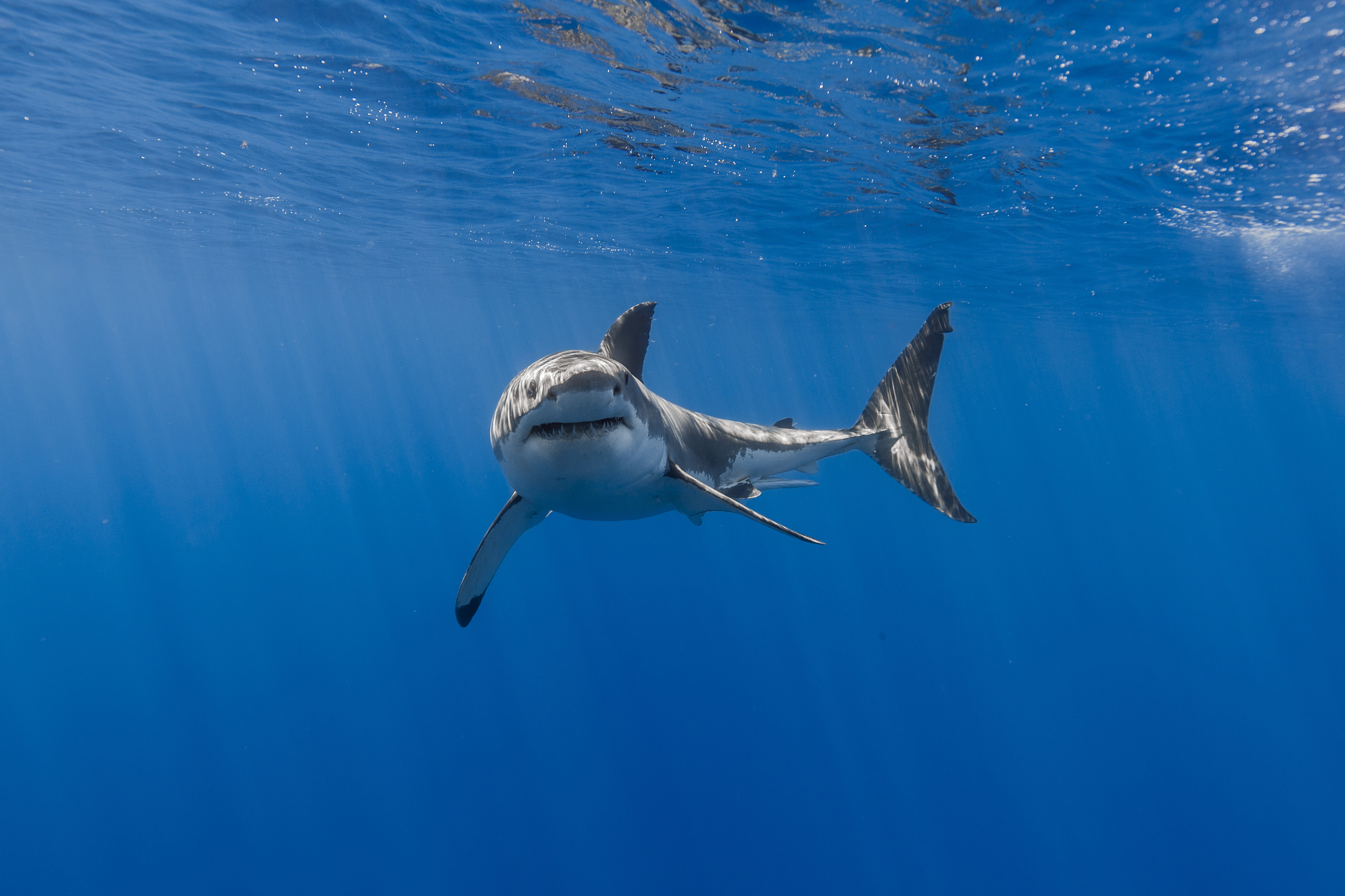 shark, underwater, fish, hd, animals, 4k, 5k, HD Wallpaper