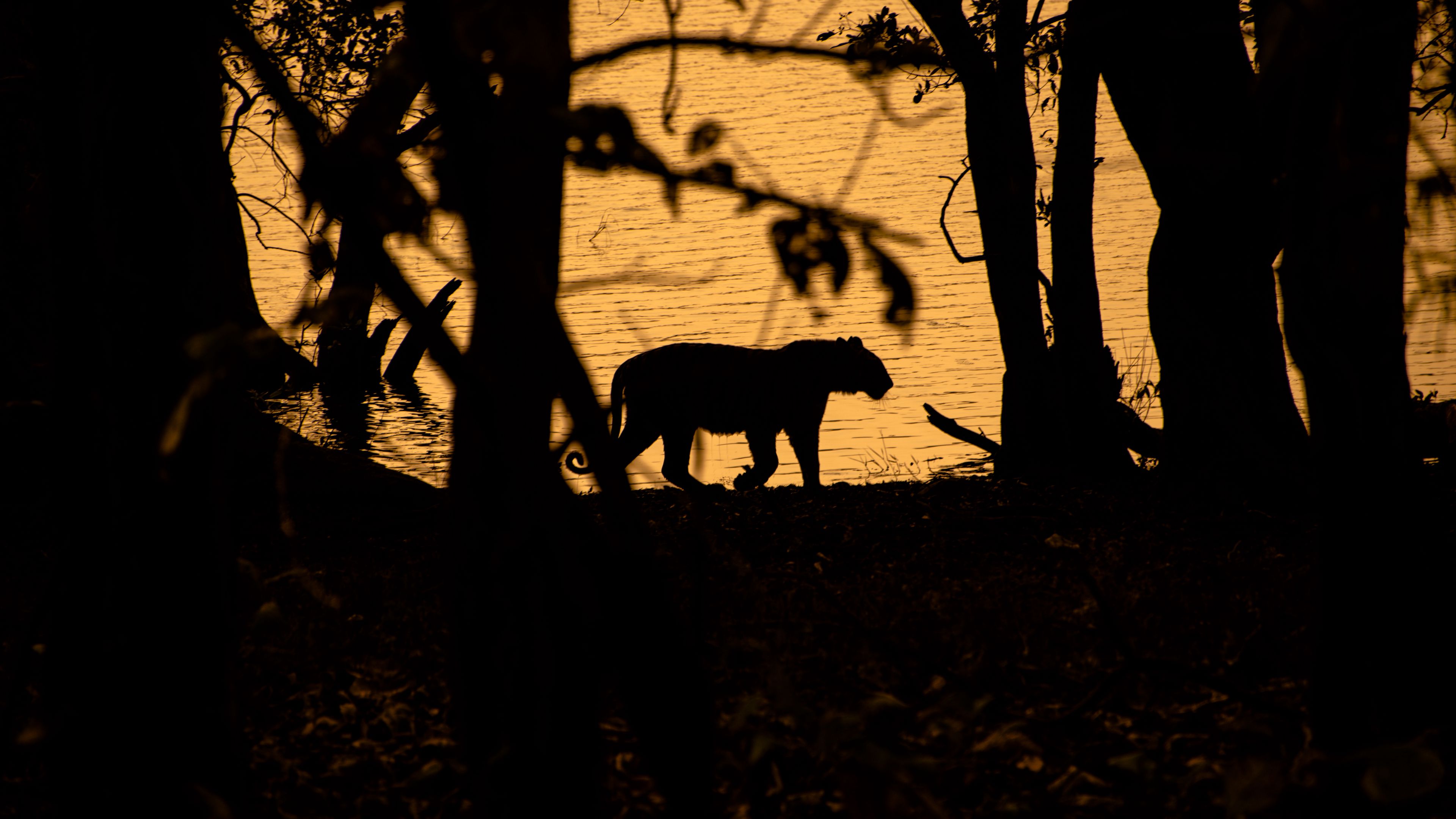 tiger, silhouette, dark, predator, wildlife, 4k, HD Wallpaper