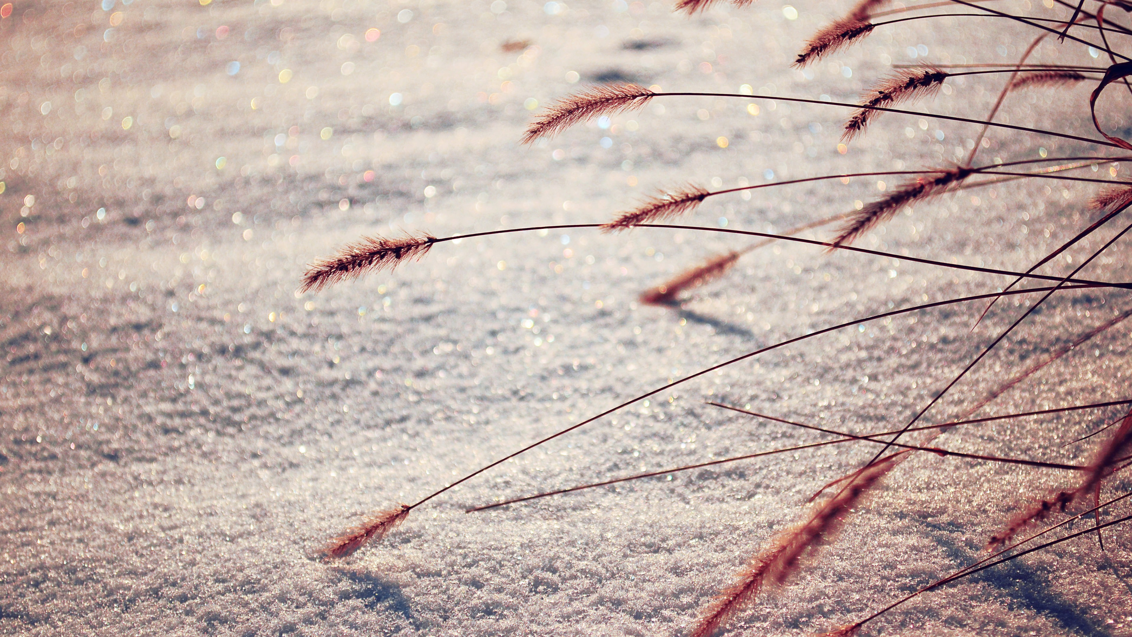macro, nature, photography, hd, 4k, HD Wallpaper