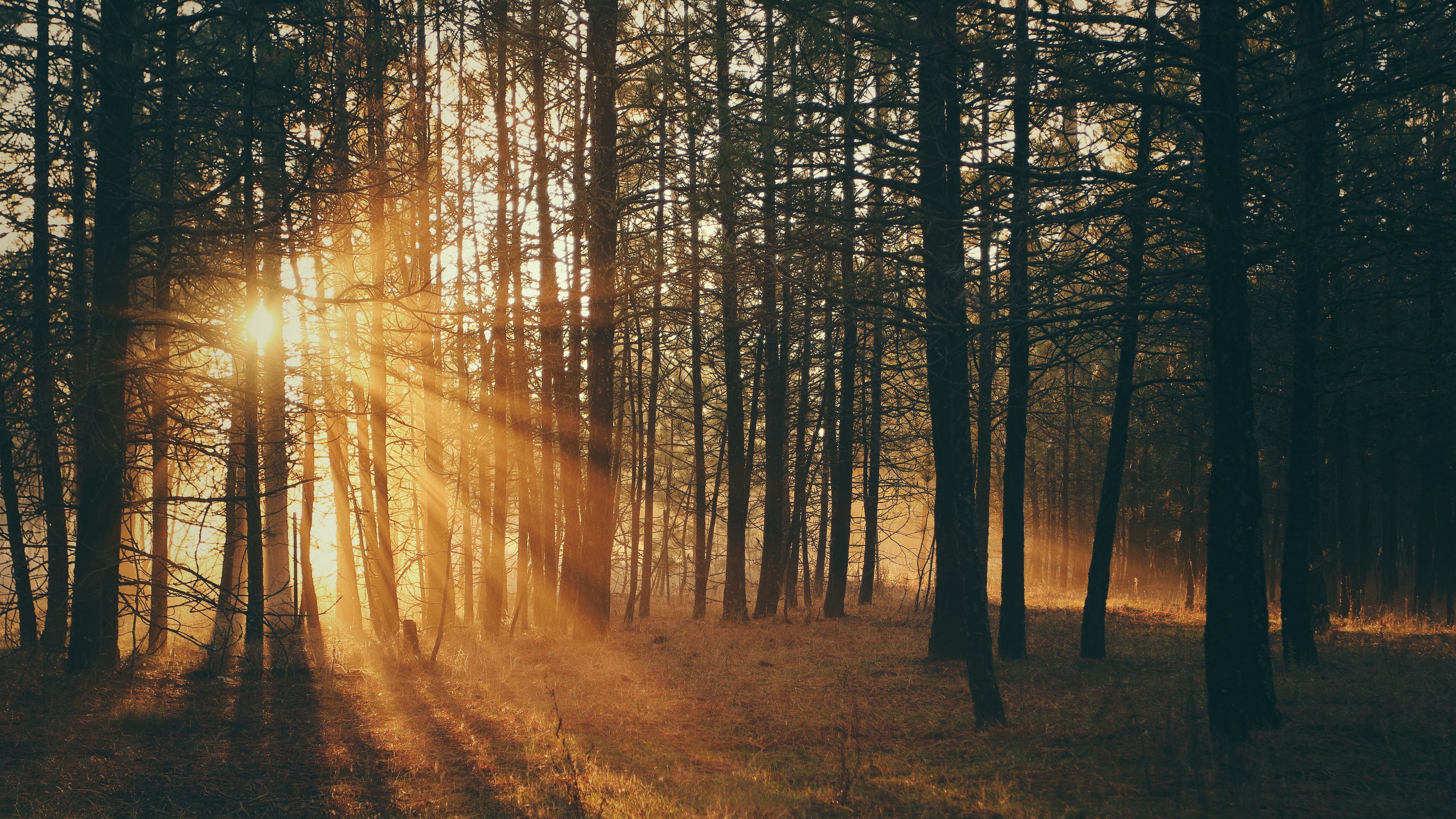 forest, trees, sunlight, sun, nature, 4k, HD Wallpaper