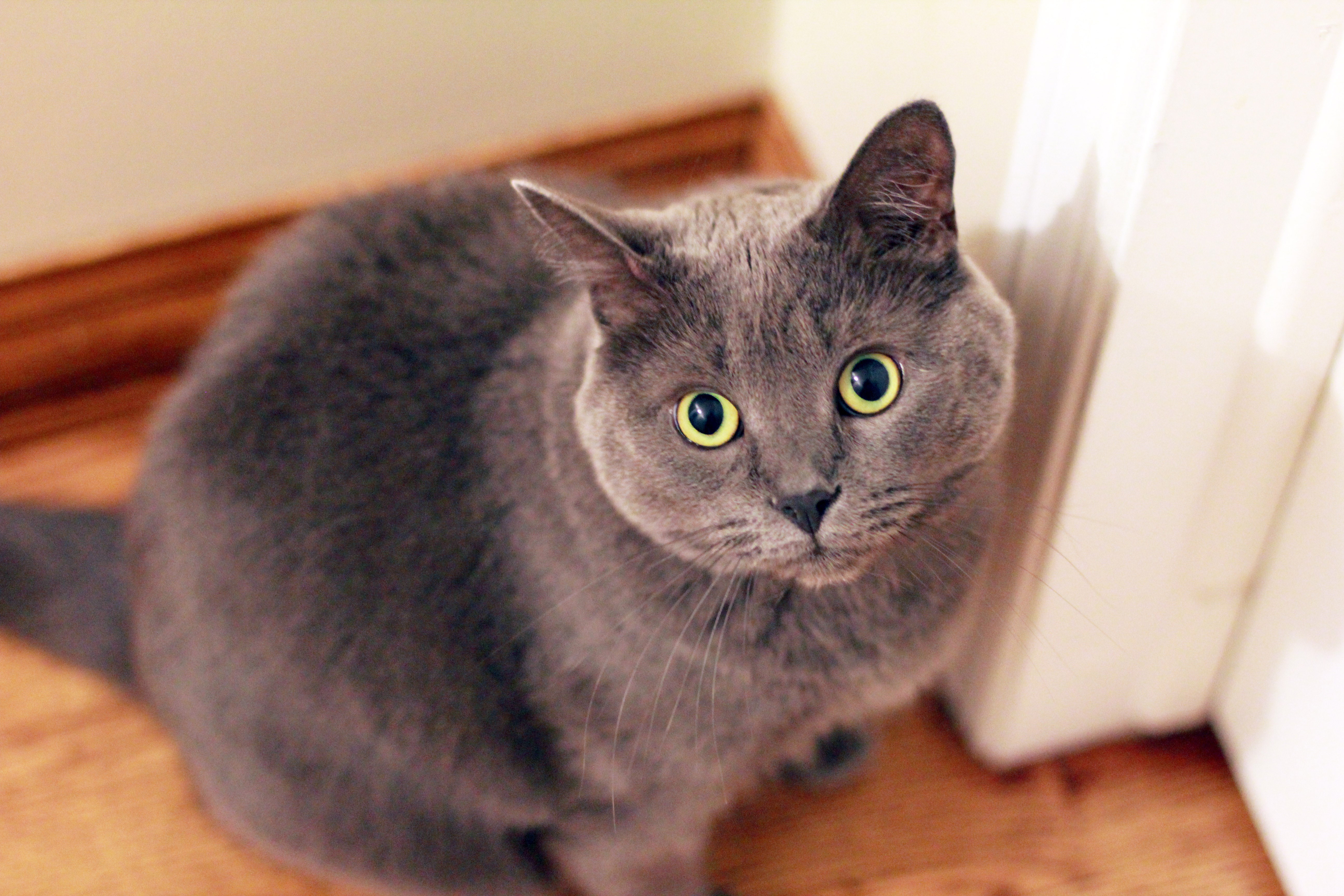 cat, animals, hd, 4k, 5k, HD Wallpaper
