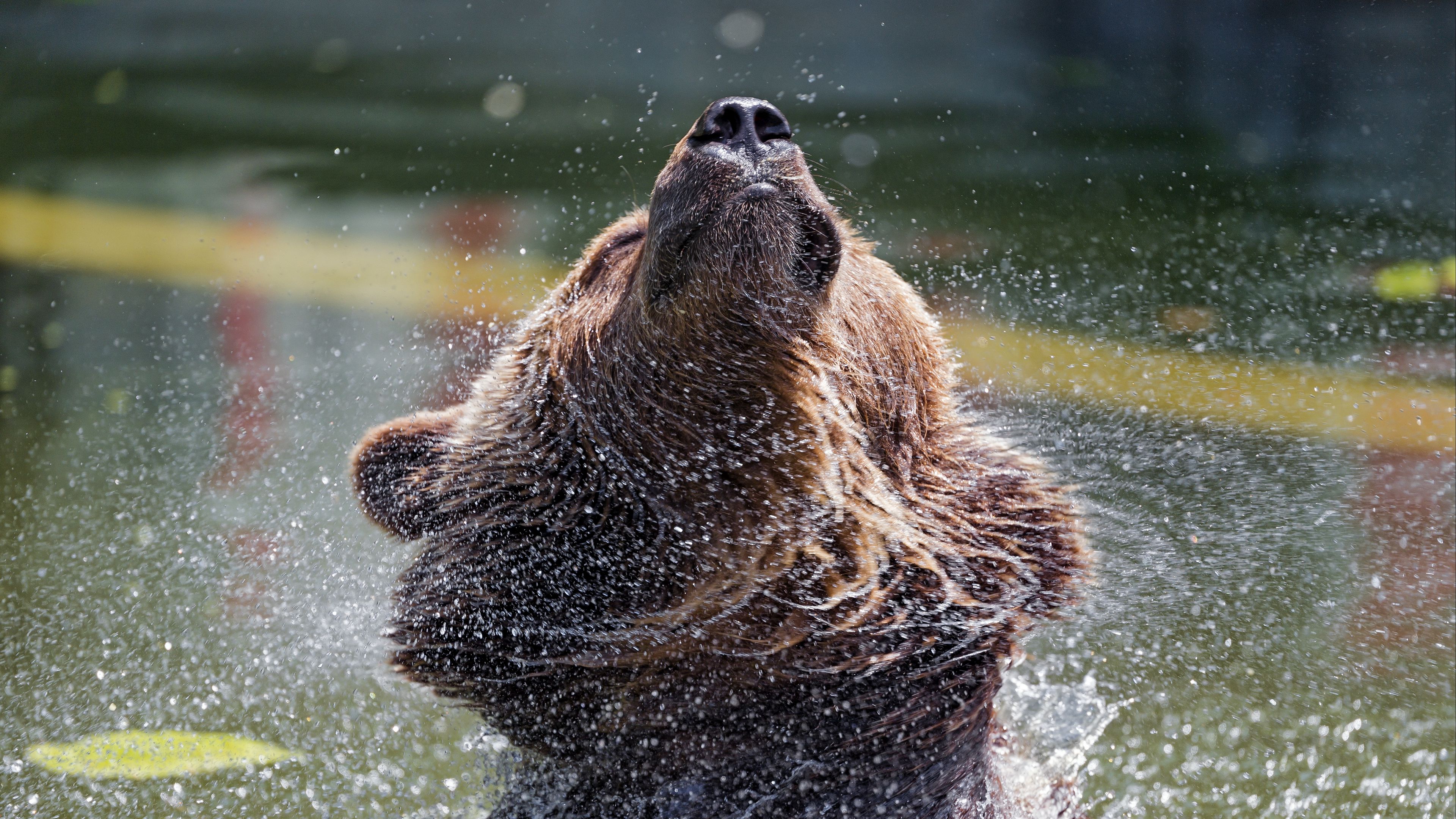 bear, water, spray, animal, wildlife, 4k, HD Wallpaper