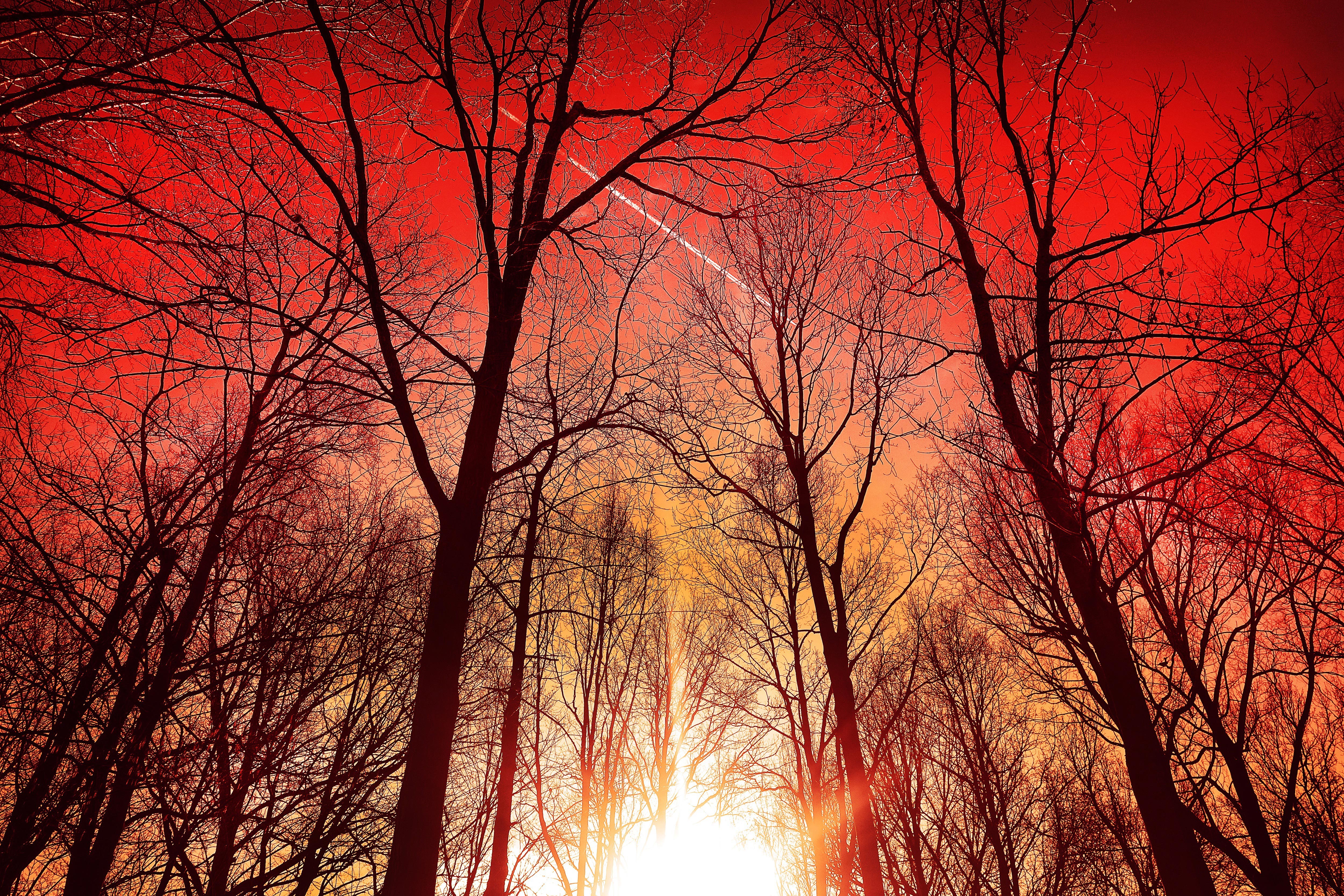 trees, silhouette, sky, nature, hd, 4k, HD Wallpaper