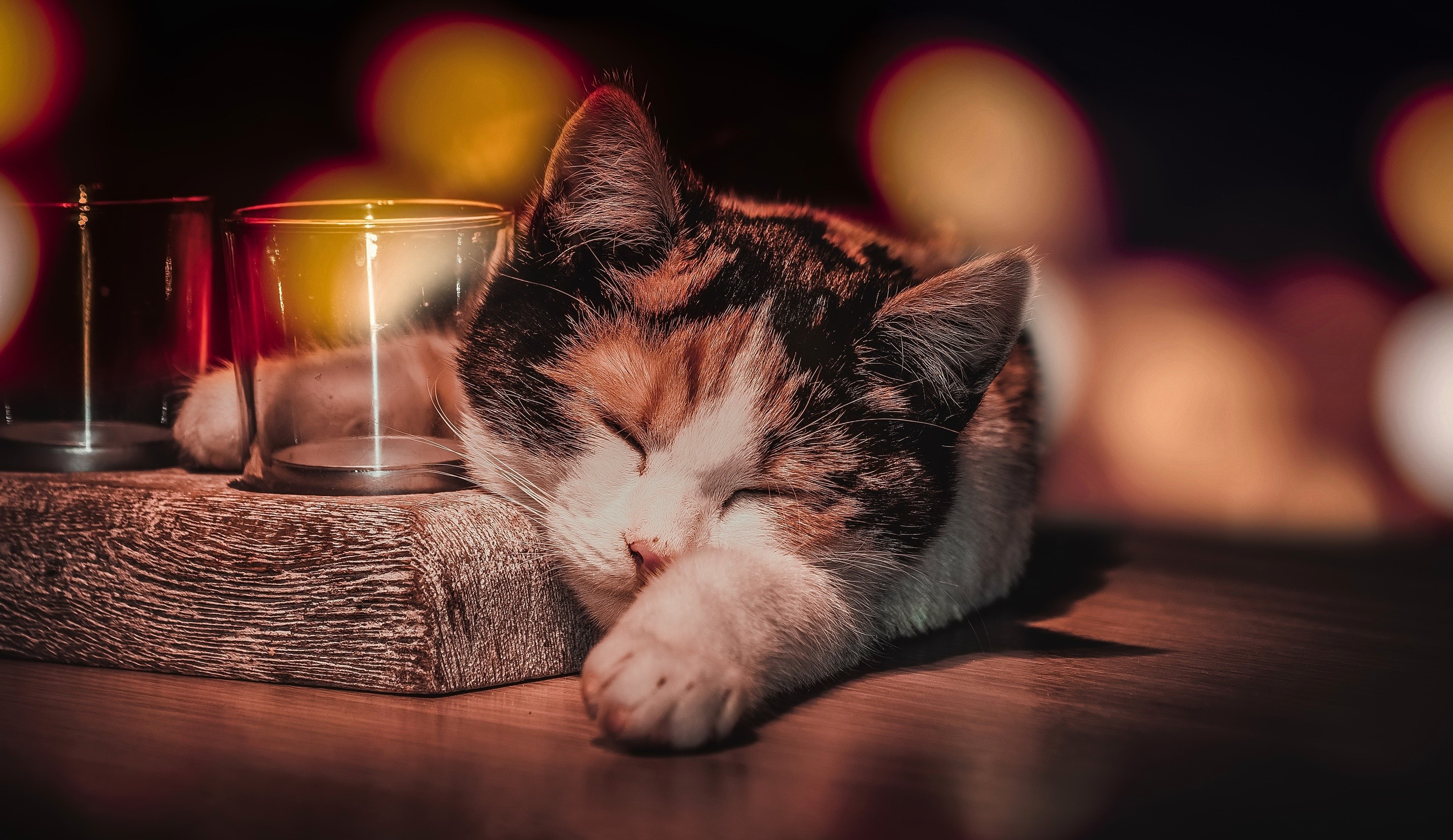 cat, animals, sleeping, hd, HD Wallpaper