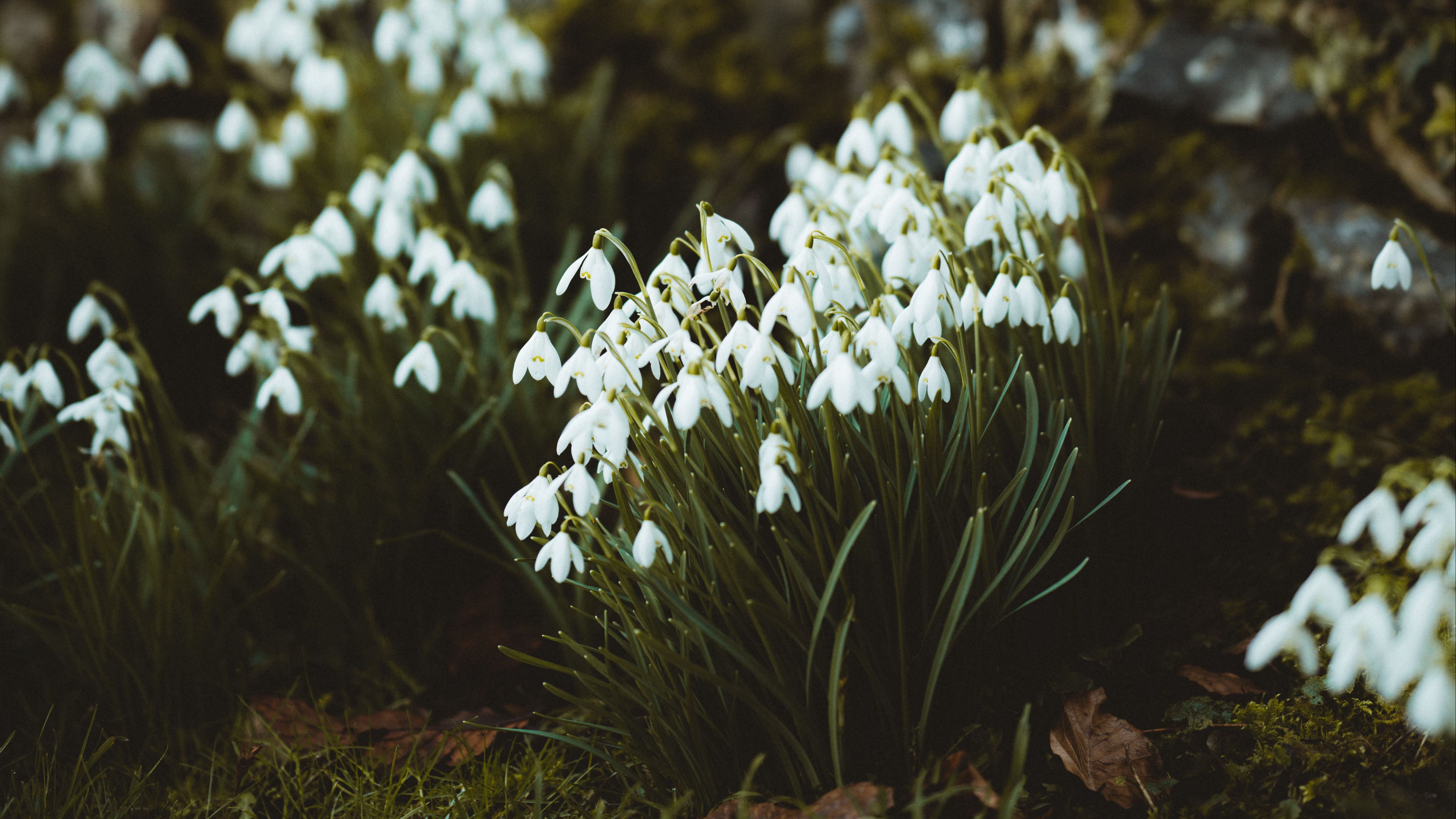 snowdrops, flowers, white, bloom, spring, 4k, HD Wallpaper
