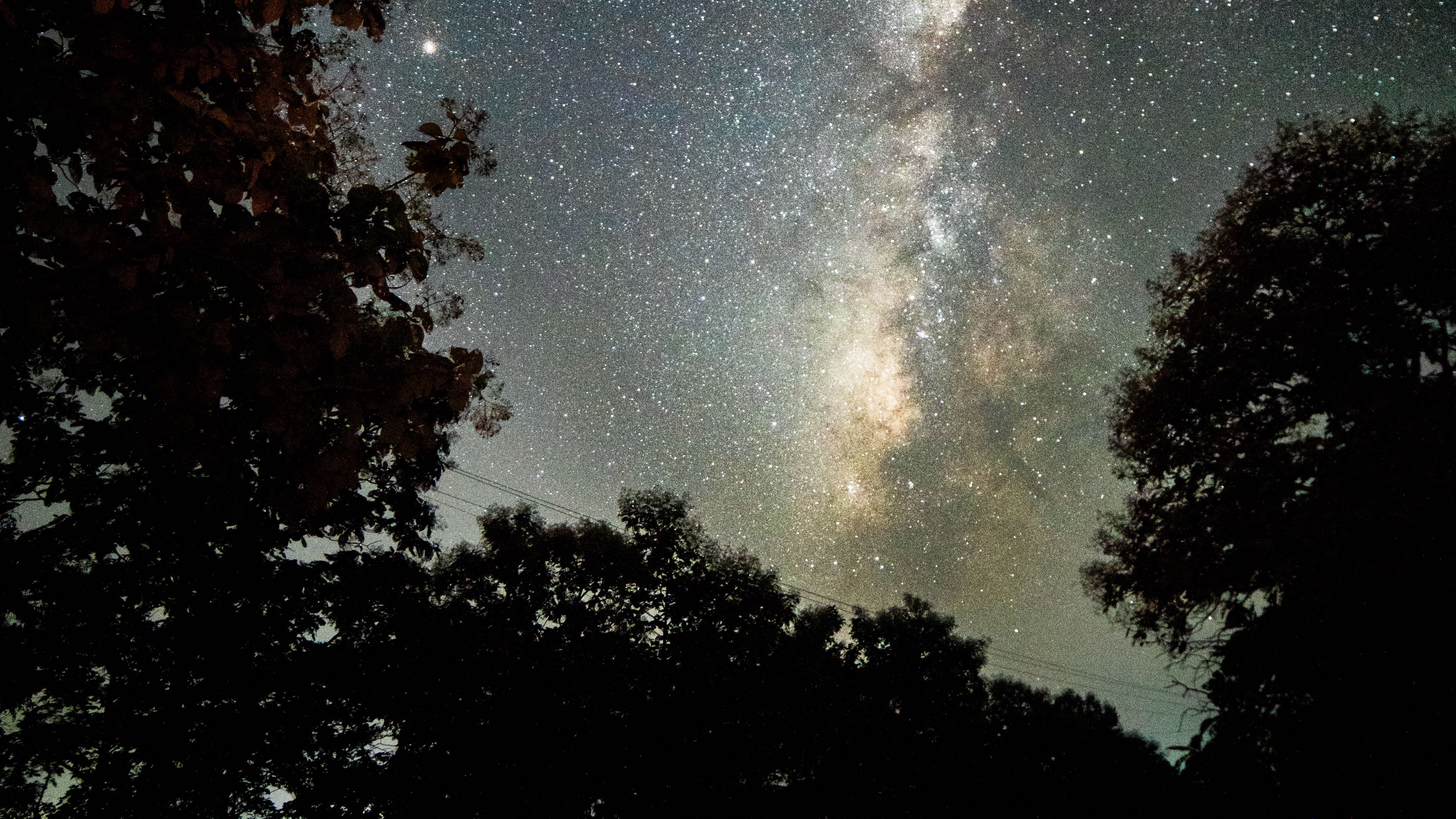 trees, starry sky, night, dark, nature, 4k, HD Wallpaper