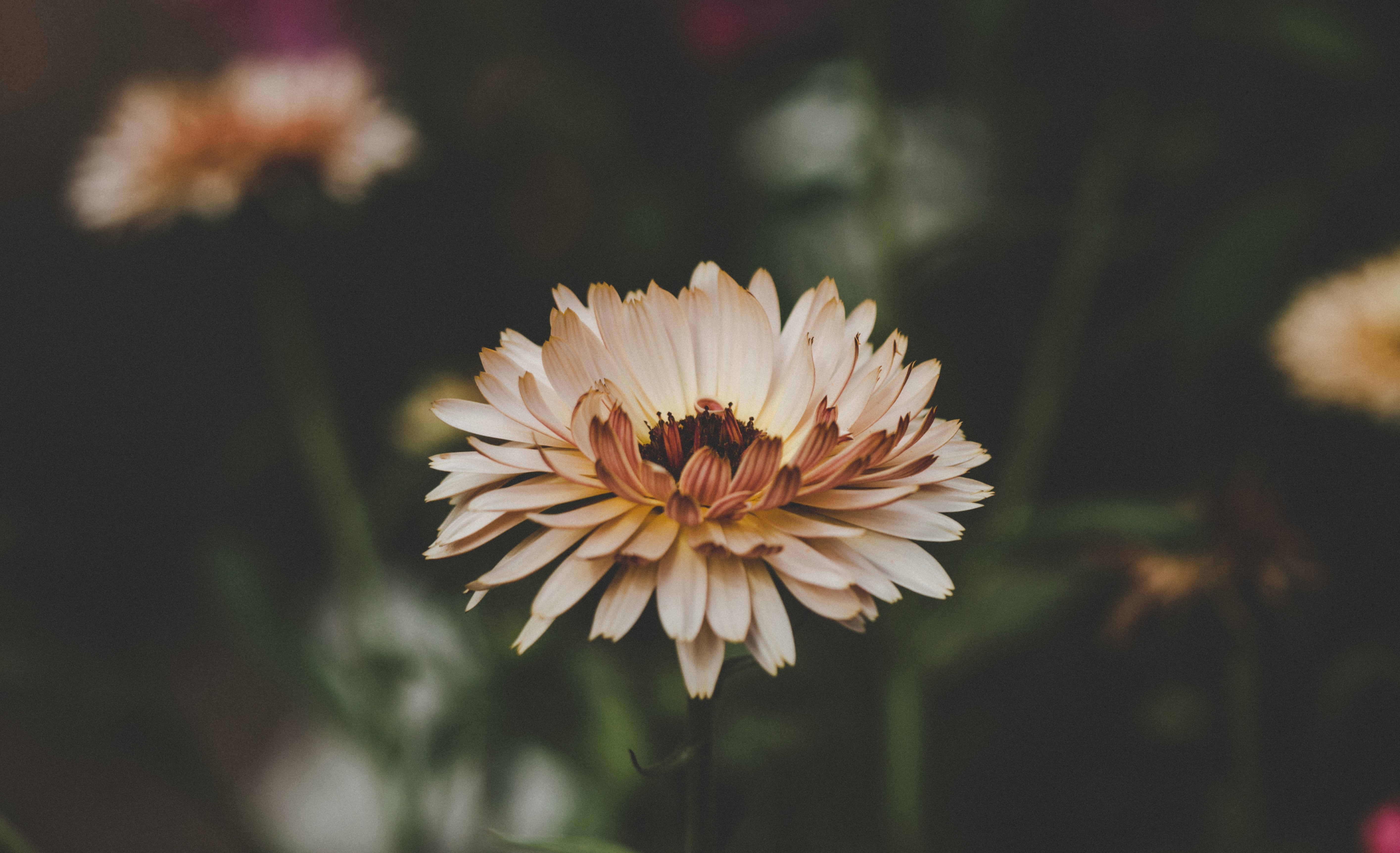 aster, flowers, hd, 4k, 5k, HD Wallpaper