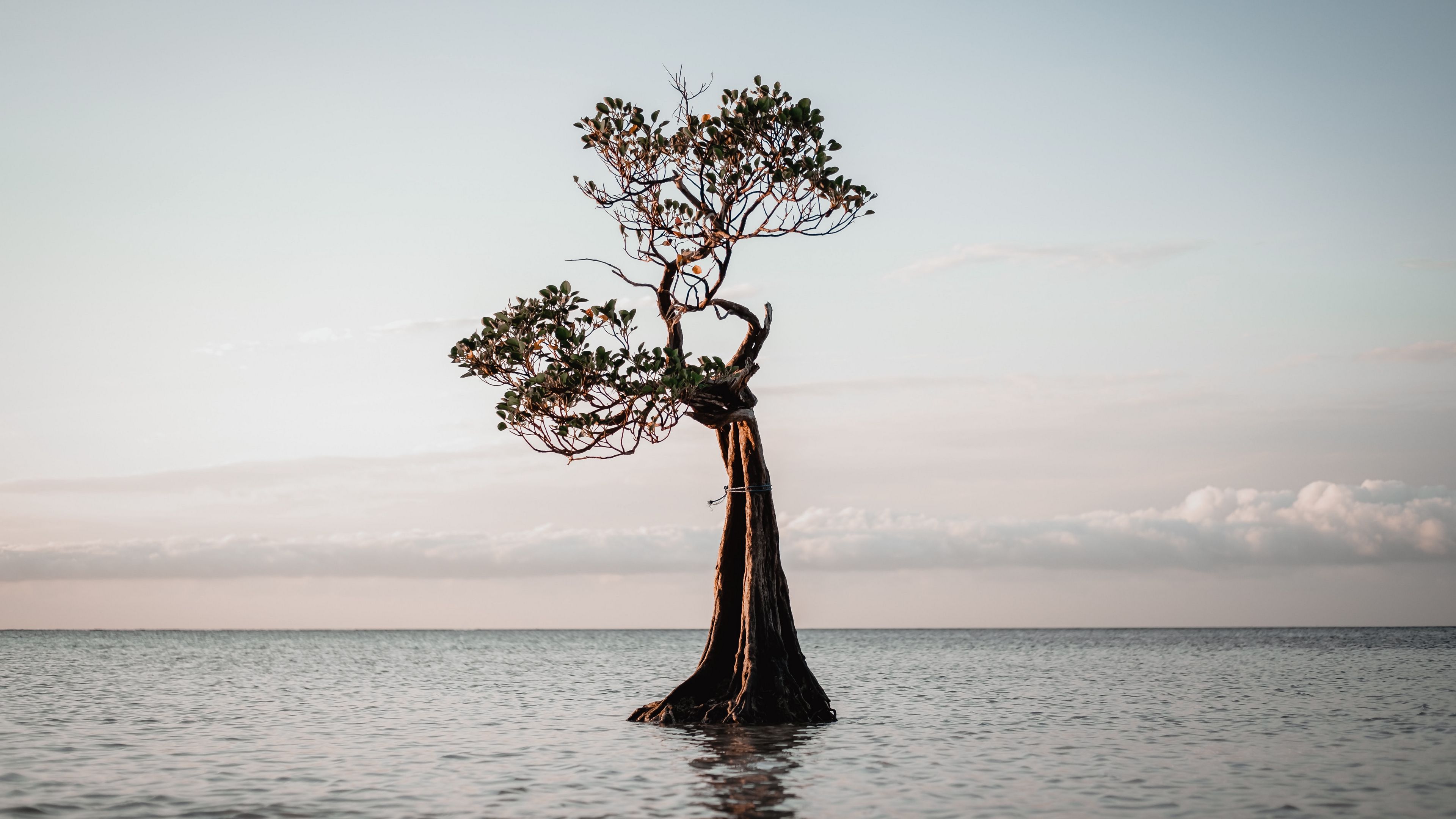 tree, water, nature, 4k, HD Wallpaper