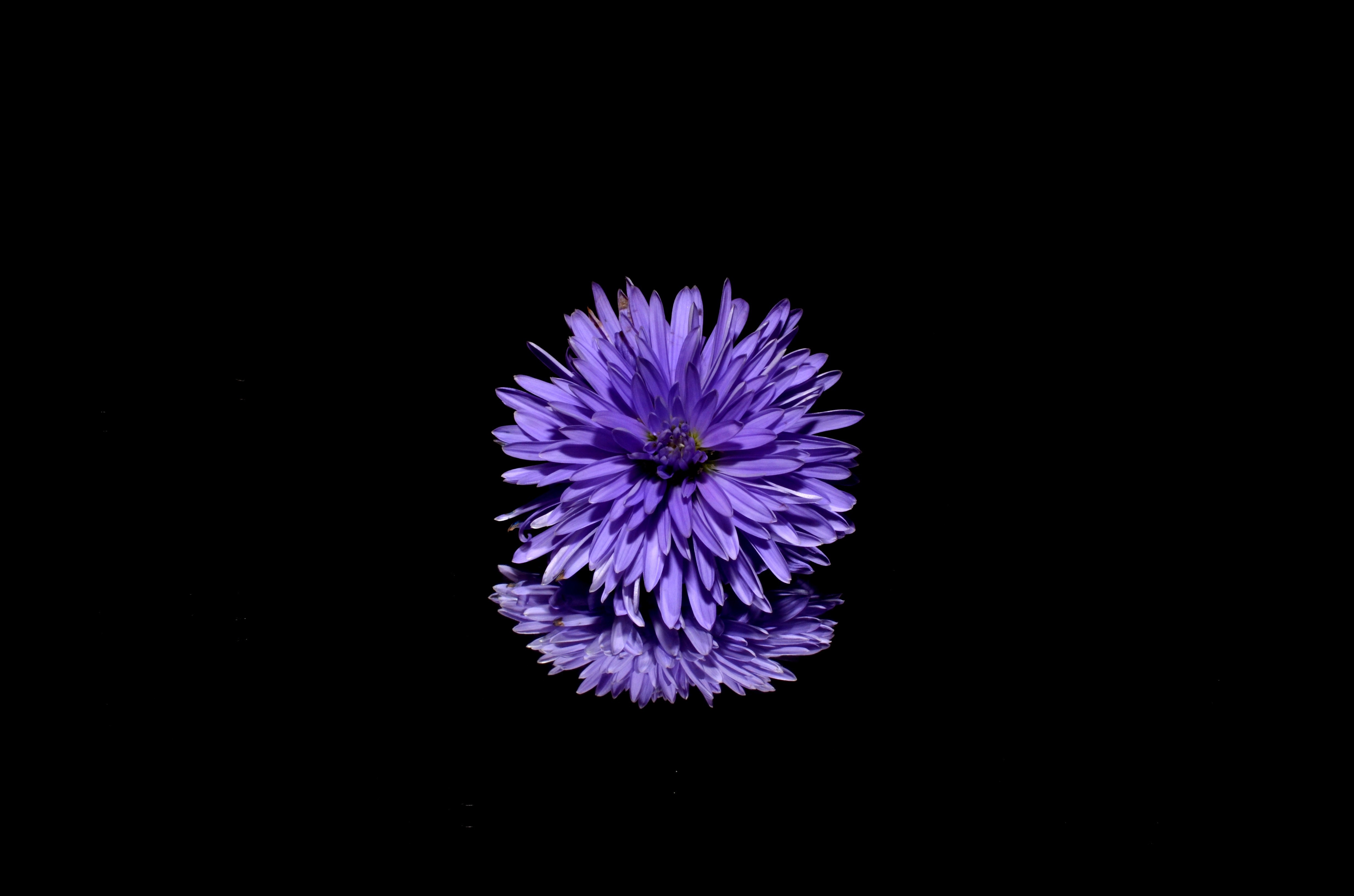 blossom, purple, flower, background, hd, 4k, 5k, HD Wallpaper