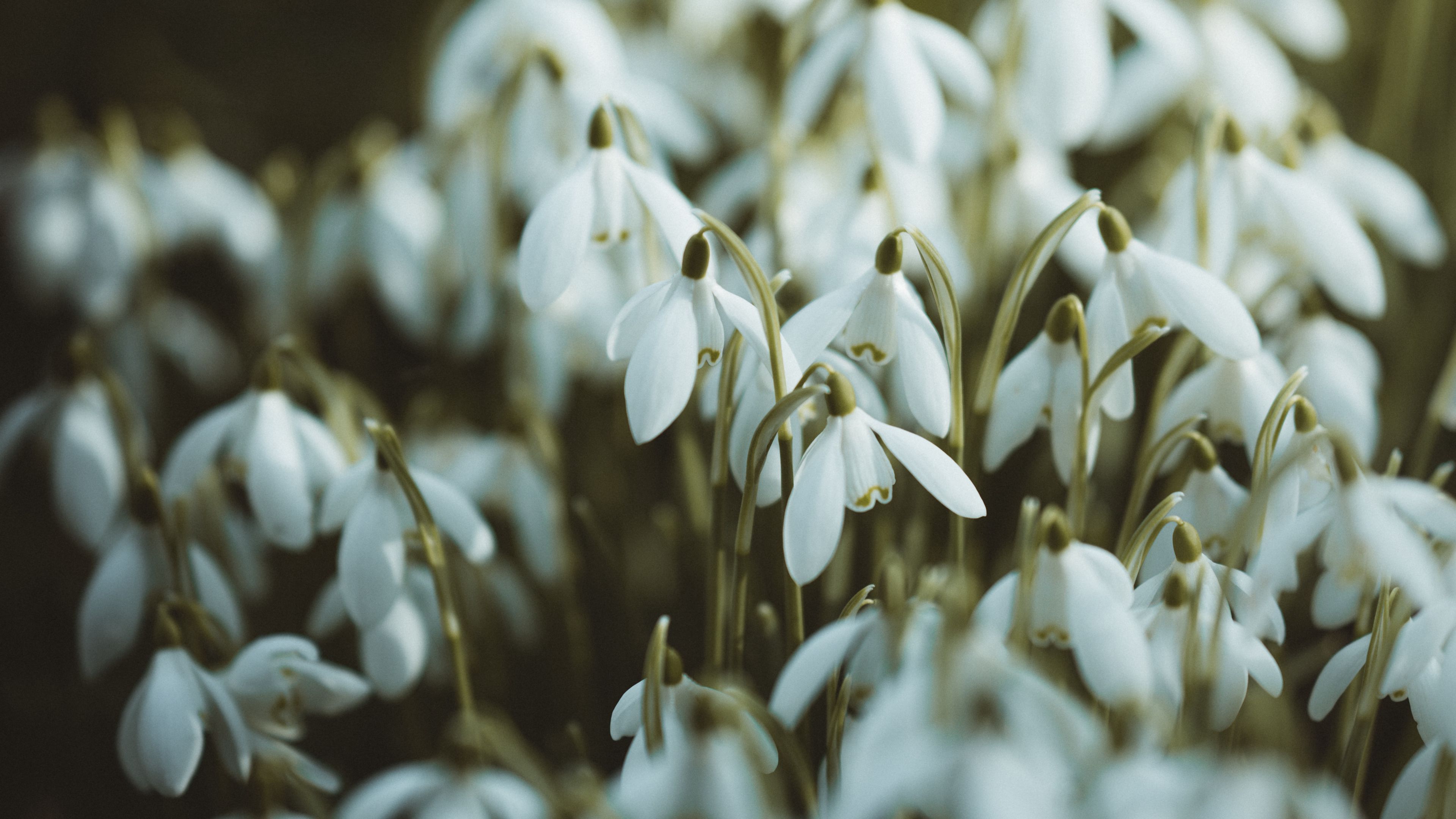 snowdrops, white, flowers, spring, 4k, HD Wallpaper
