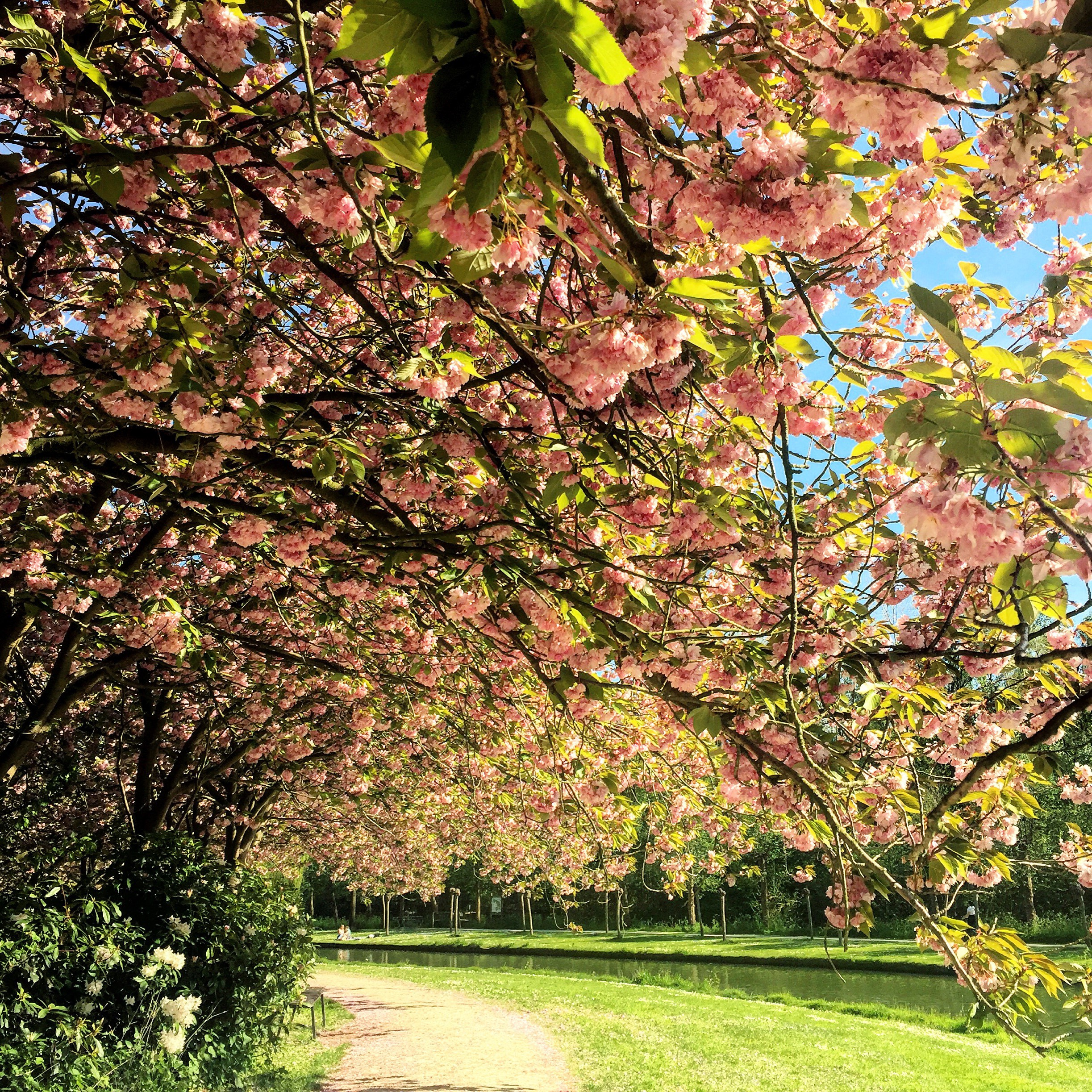 trees, flowers, river, hd, HD Wallpaper