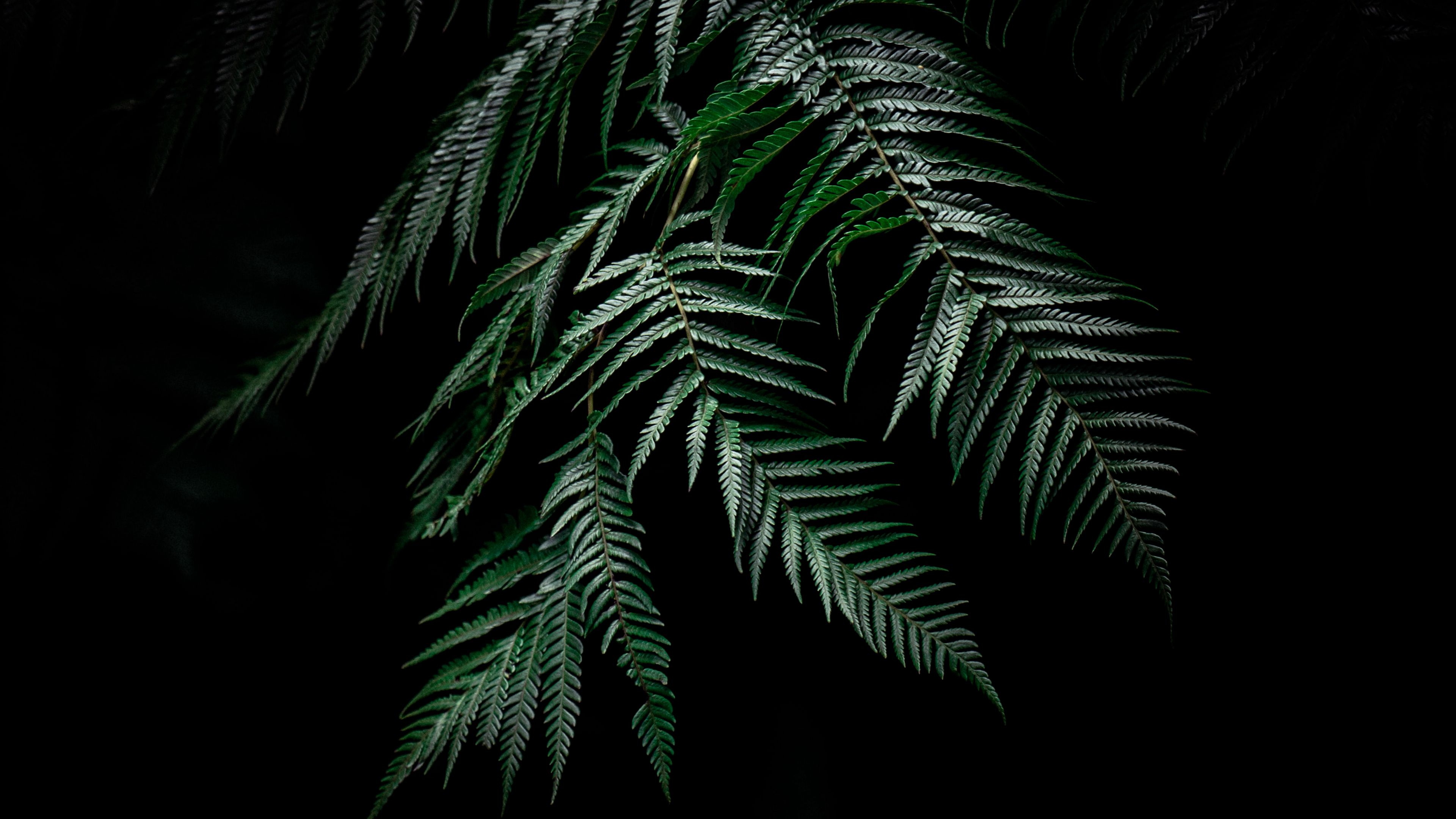 fern, dark, leaves, plant, 4k, HD Wallpaper