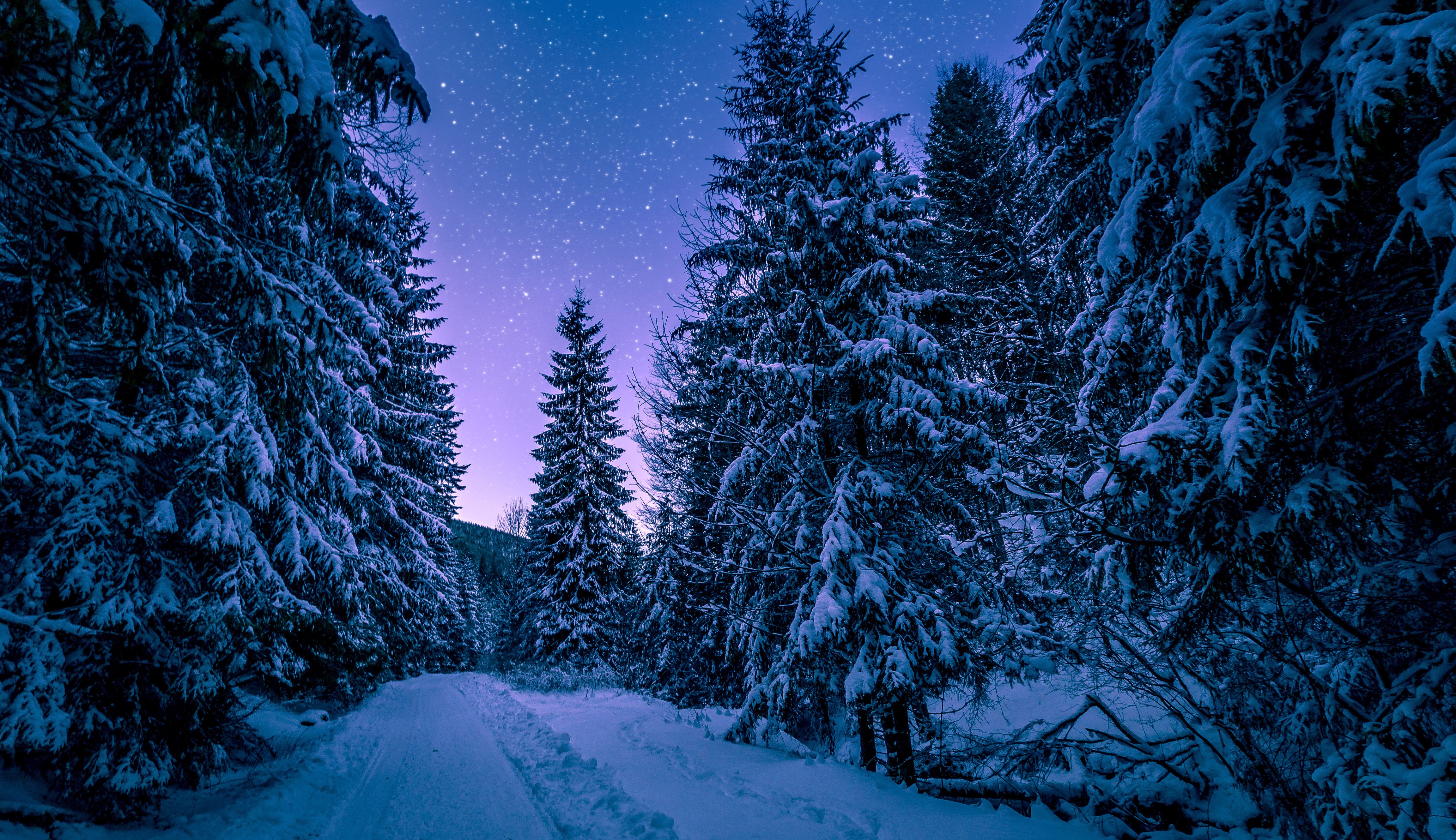 trees, nature, hd, snow, 4k, 5k, forest, winter, HD Wallpaper