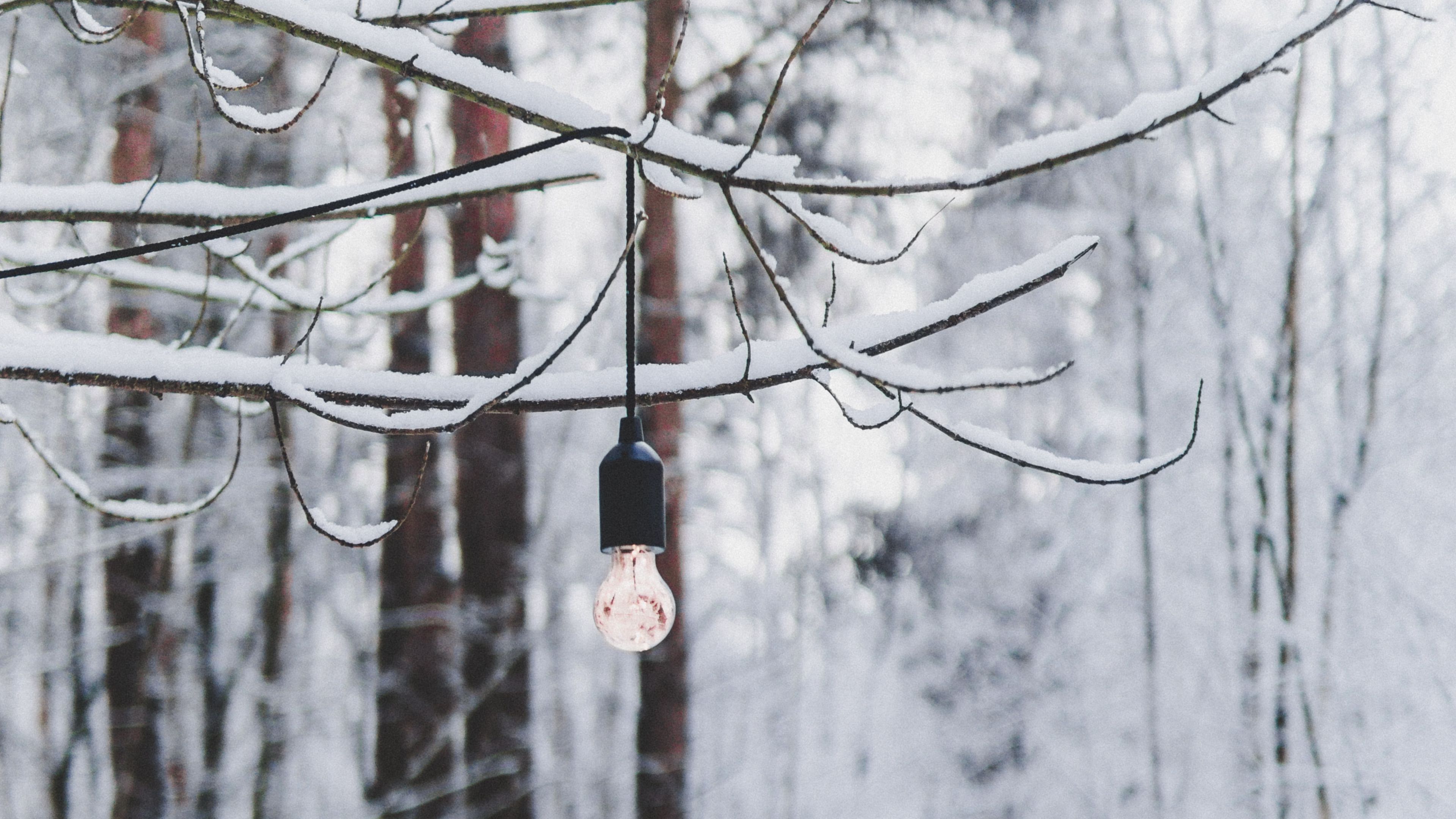 branch, light bulb, forest, snow, winter, 4k, HD Wallpaper
