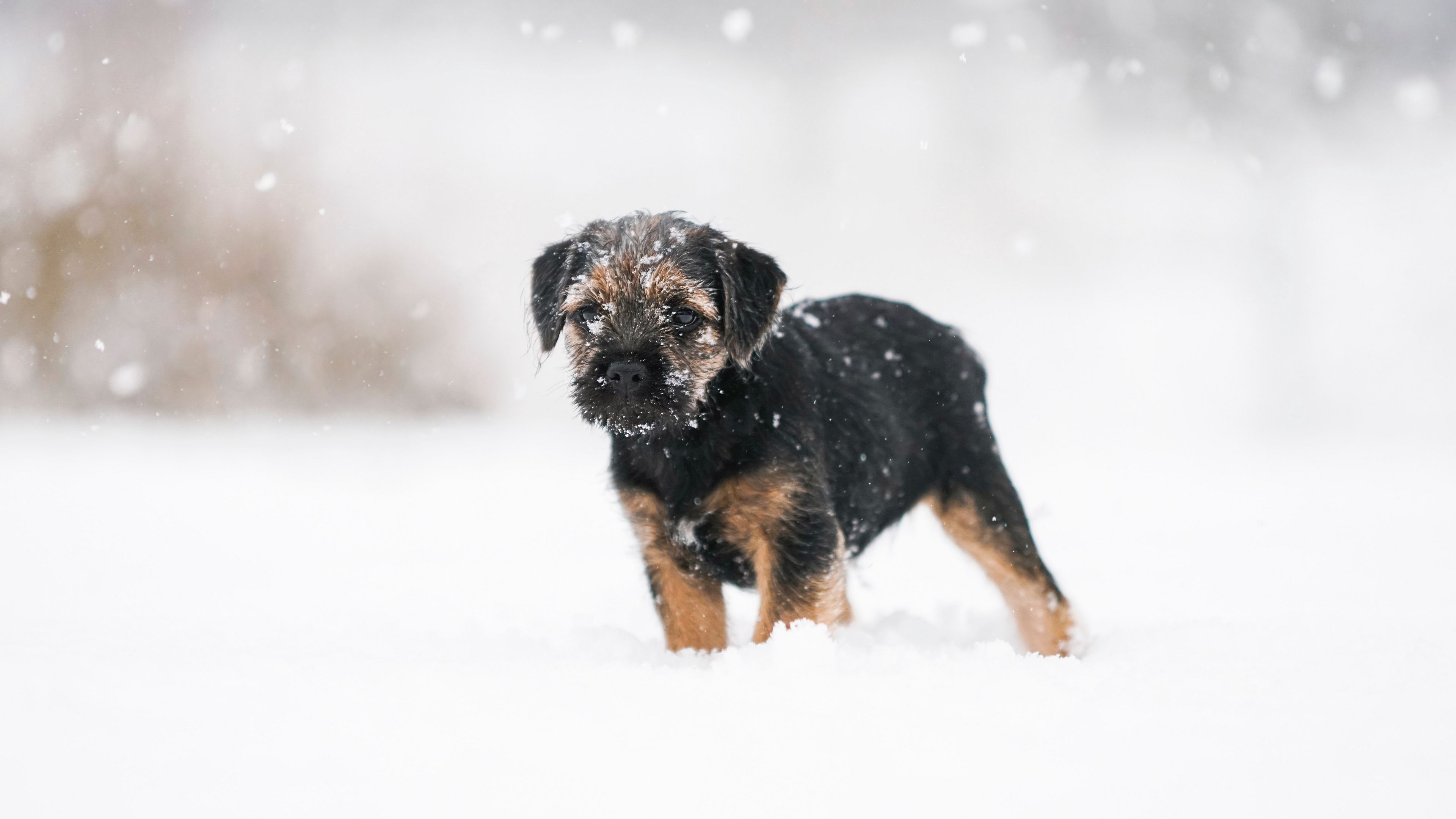 puppy, dog, snow, pet, 4k, HD Wallpaper