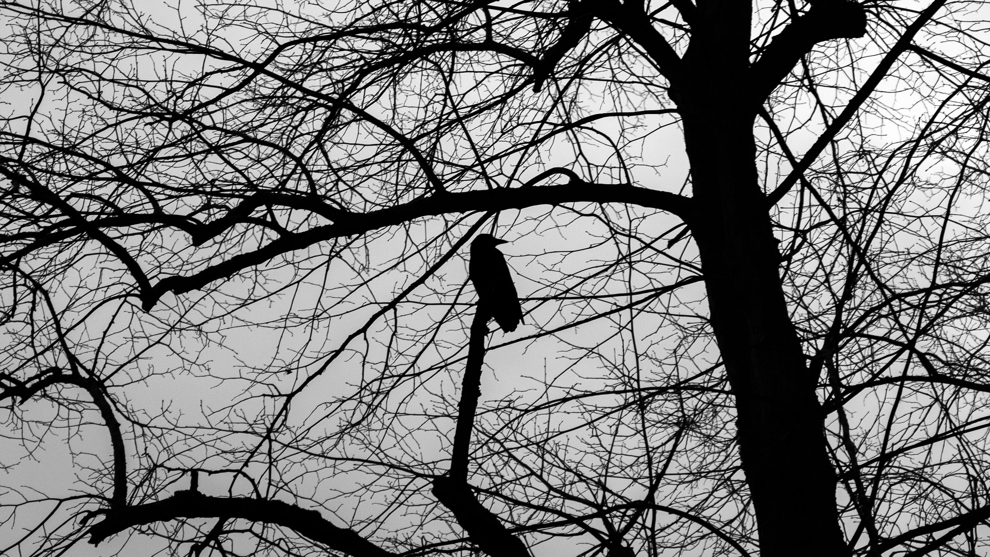 tree, bird, silhouette, dark, bw, 4k, HD Wallpaper