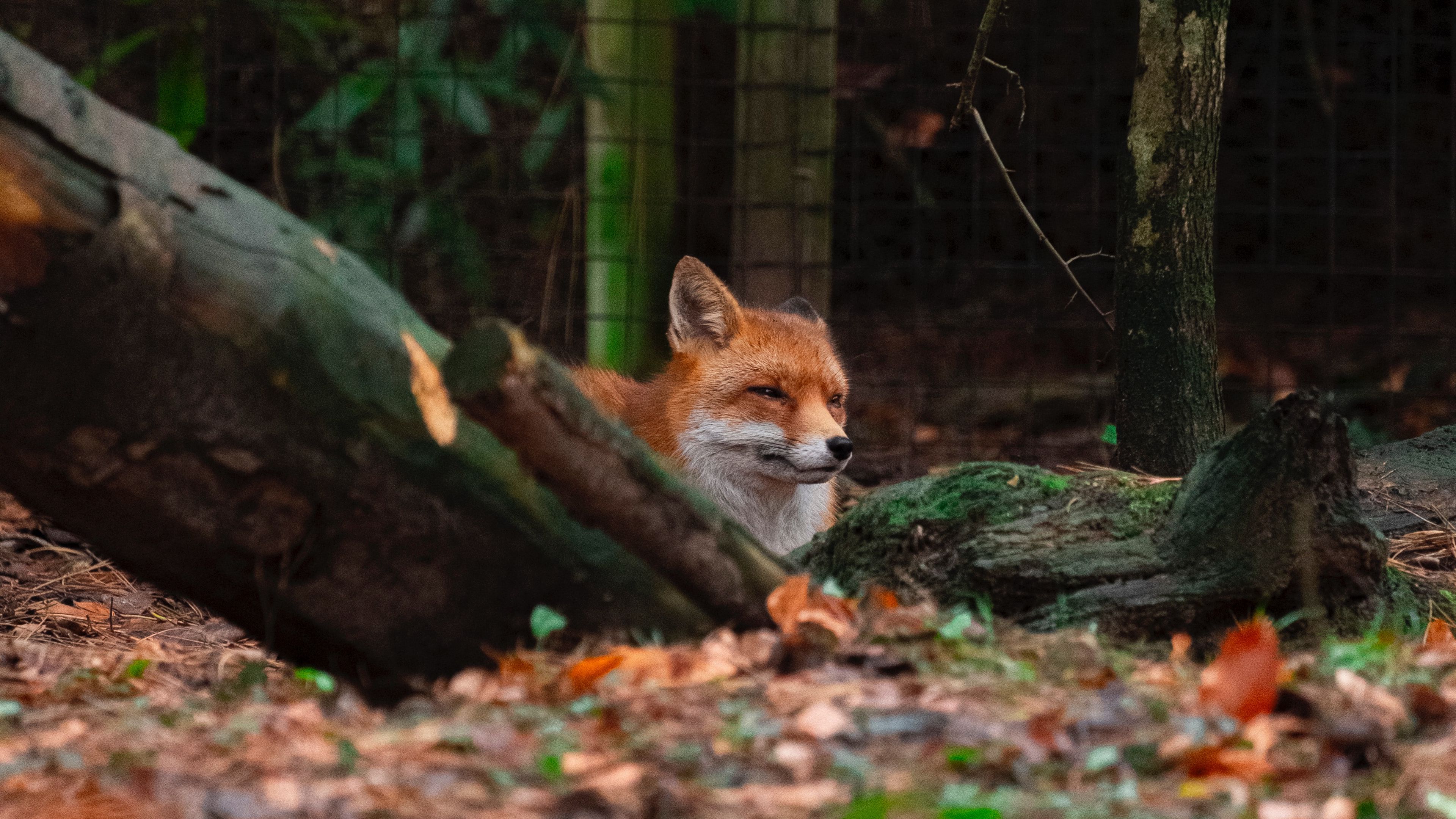 fox, brown, animal, trees, 4k, HD Wallpaper