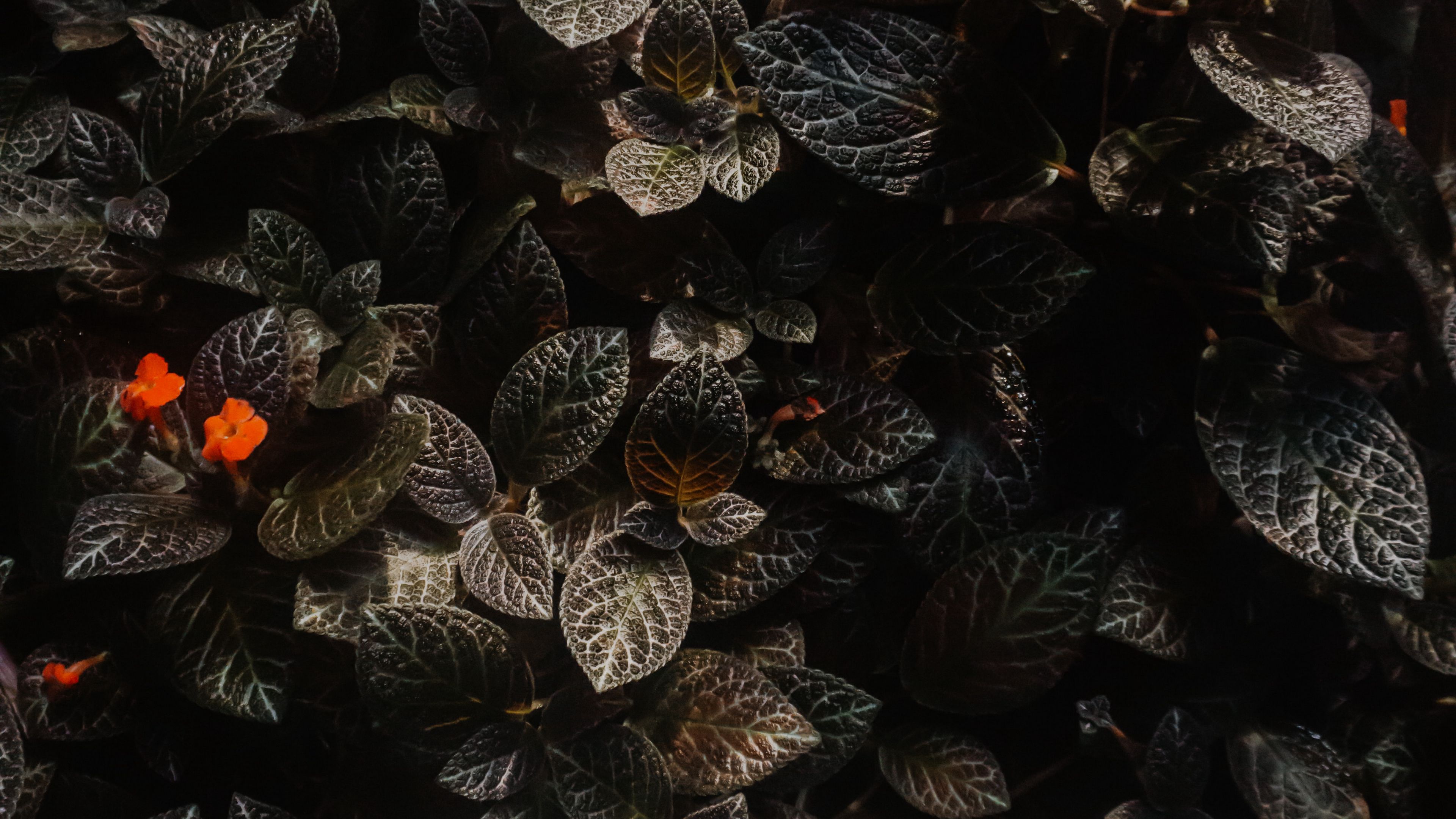 leaves, flowers, plants, macro, 4k, HD Wallpaper