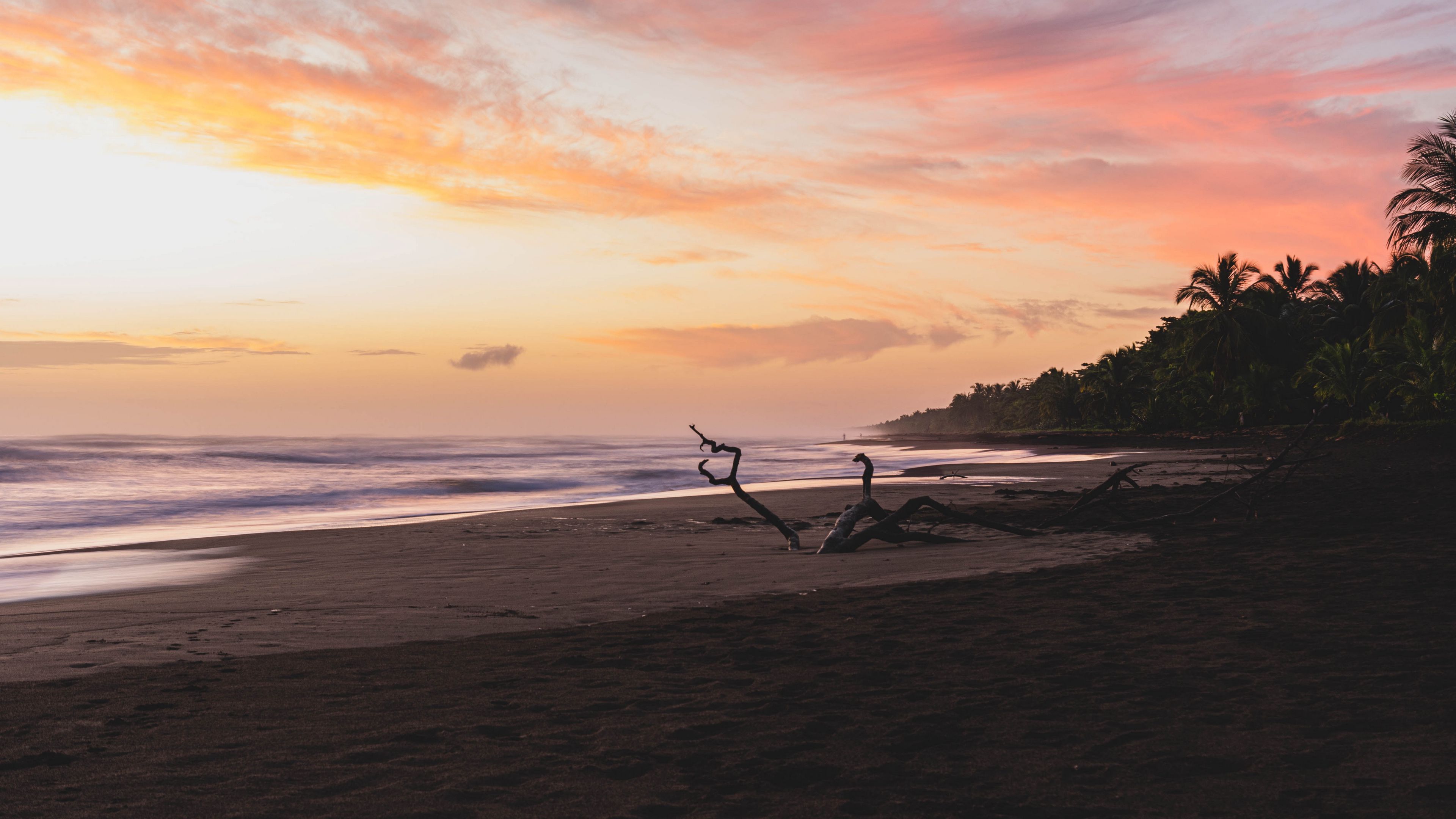 sea, beach, branches, dusk, nature, 4k, HD Wallpaper