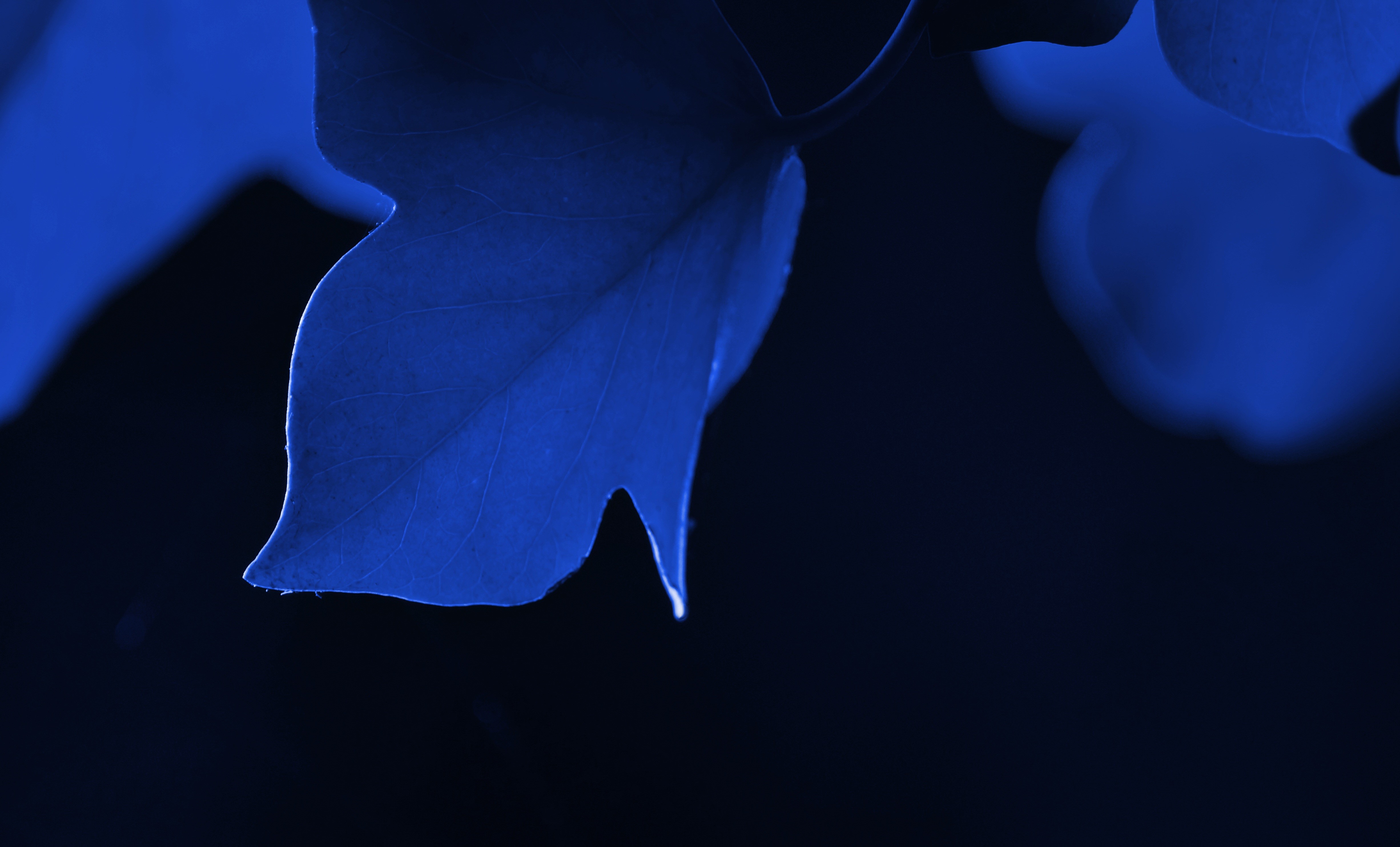 leaf, nature, macro, 4k, 5k, hd, blue, HD Wallpaper