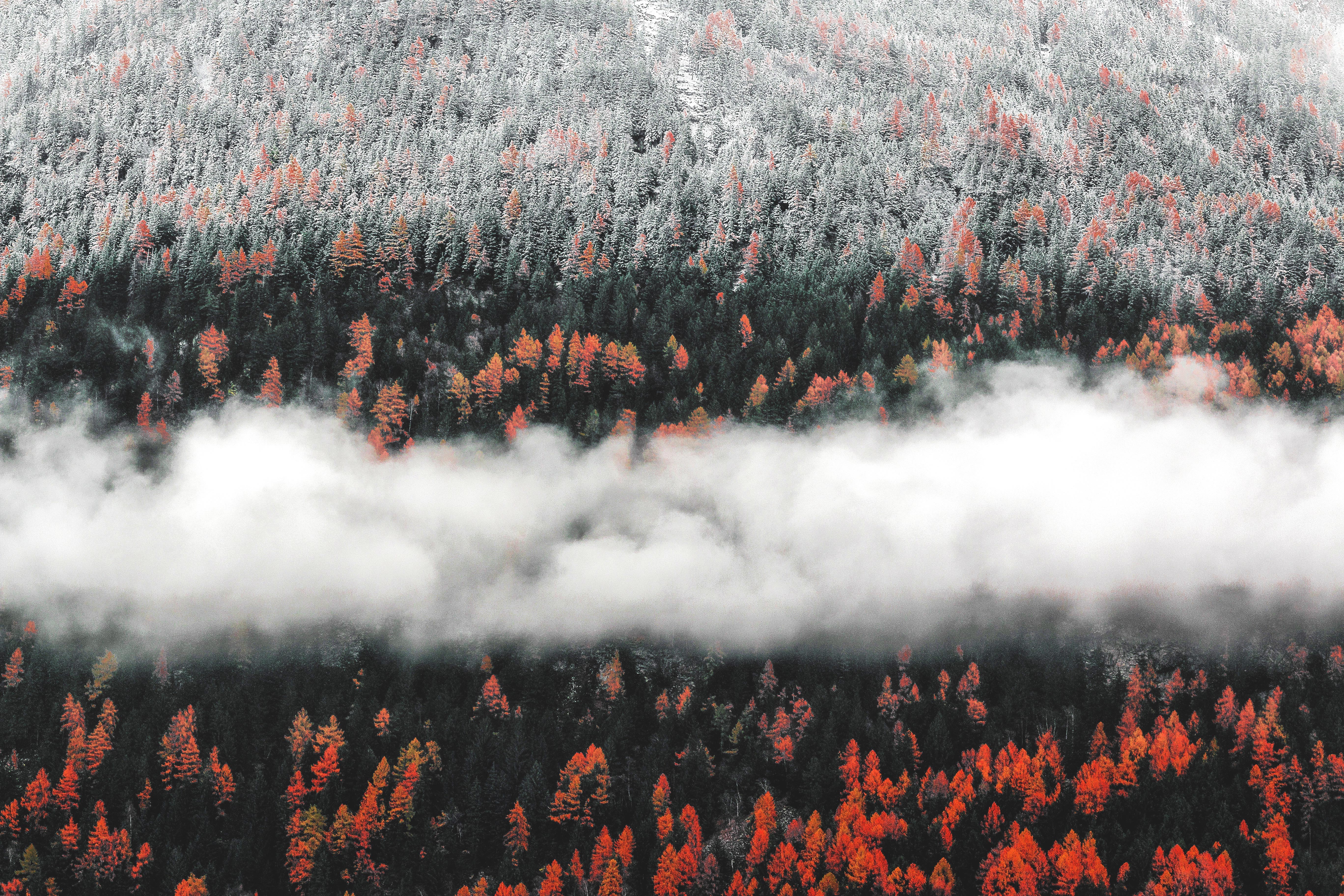 autumn, trees, nature, hd, 4k, 5k, forest, landscape, fog, mist, HD Wallpaper