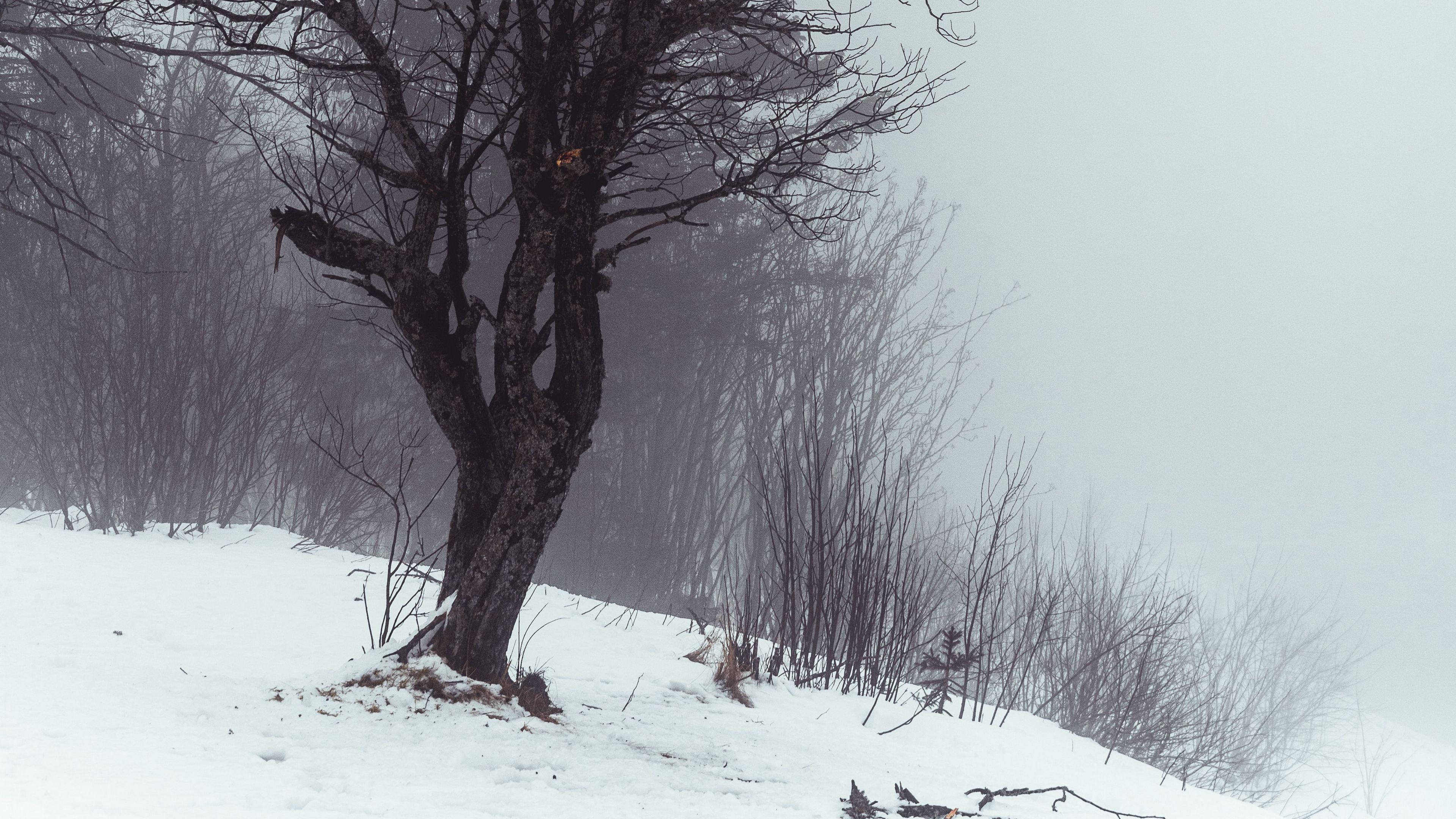 tree, fog, snow, winter, nature, 4k, HD Wallpaper