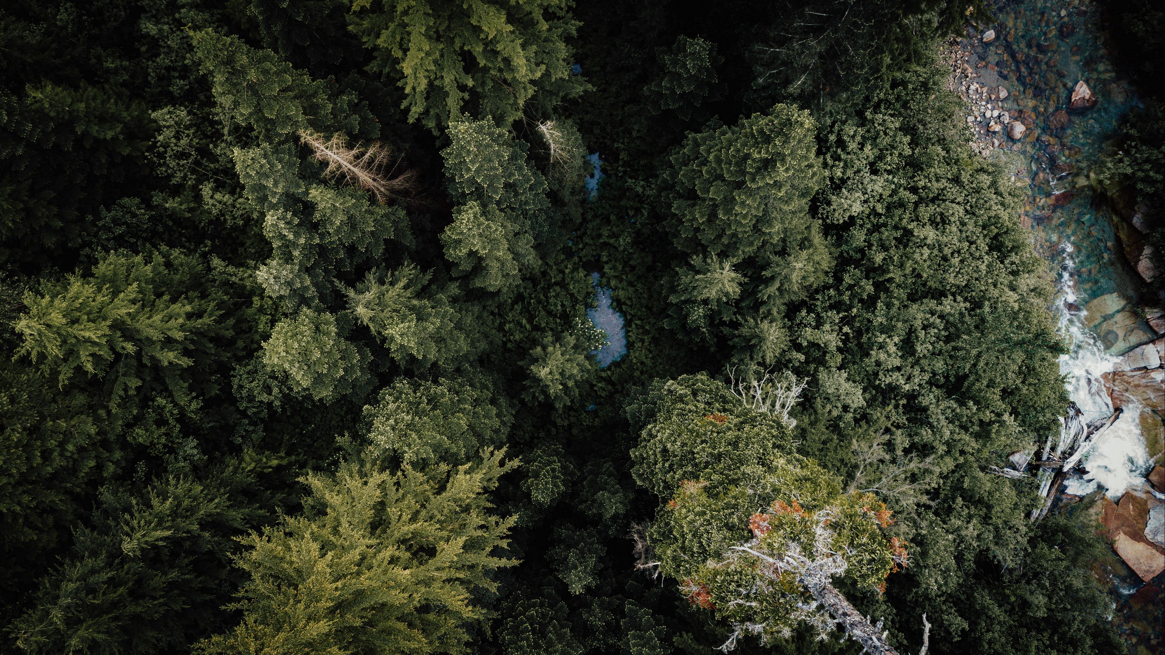 forest, river, aerial  view, trees, nature, 4k, HD Wallpaper