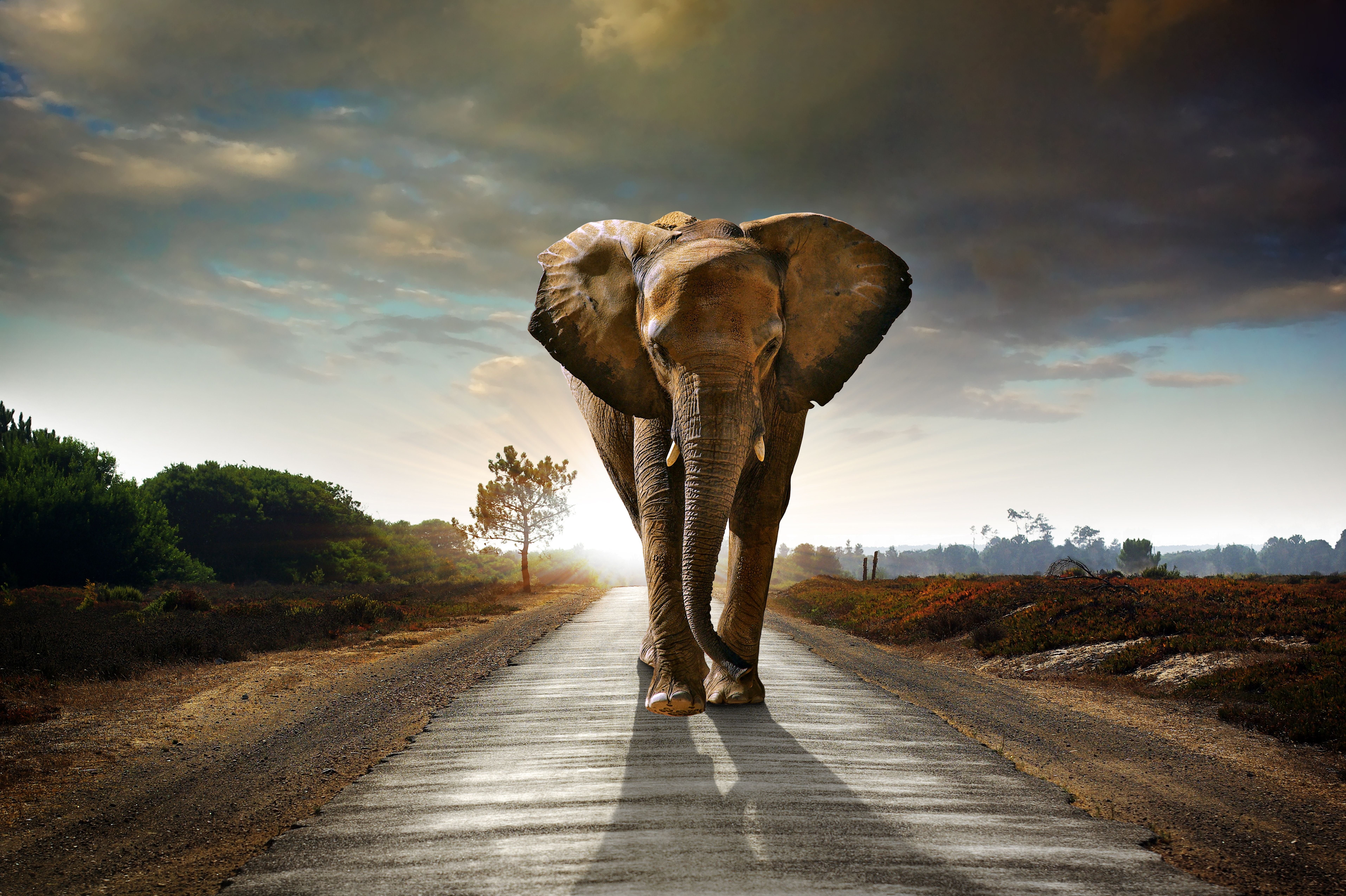 elephant, animals, 4k, 5k, hd, 8k, road, walking, HD Wallpaper