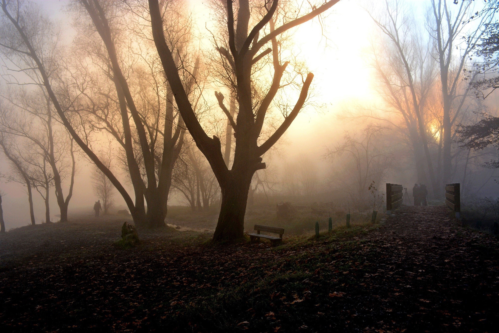 park, fog, nature, hd, people, HD Wallpaper