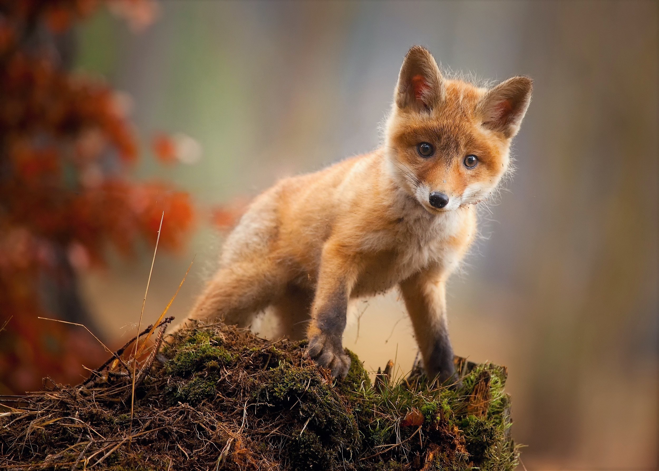 fox, animals, hd, HD Wallpaper