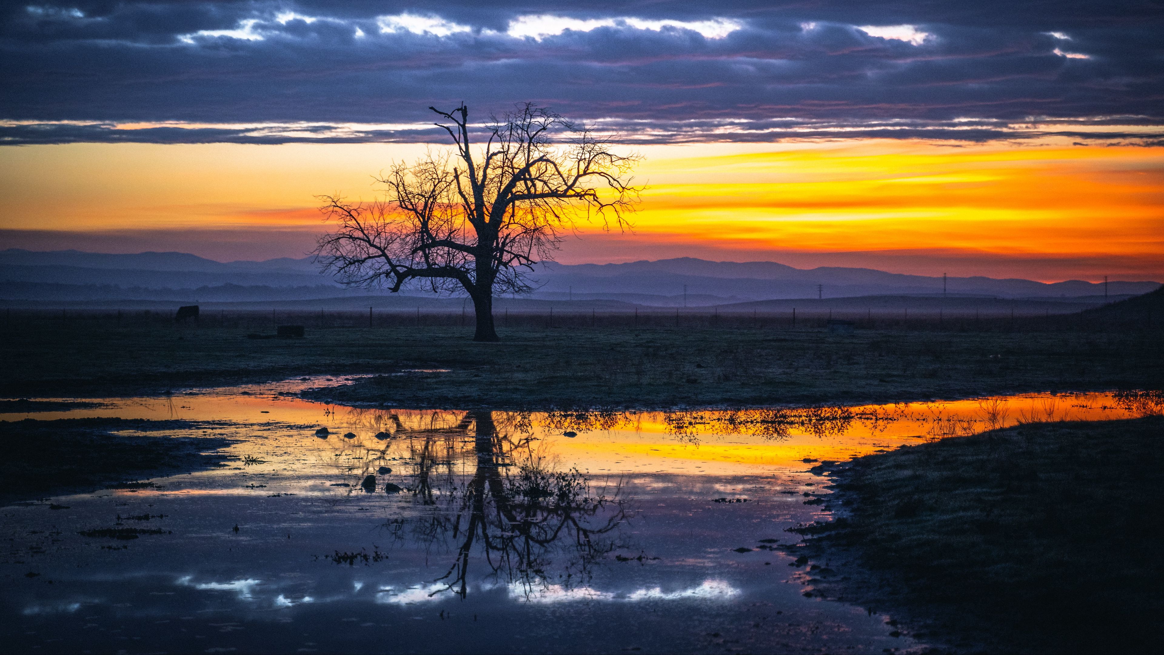 tree, water, reflection, dusk, nature, 4k, HD Wallpaper