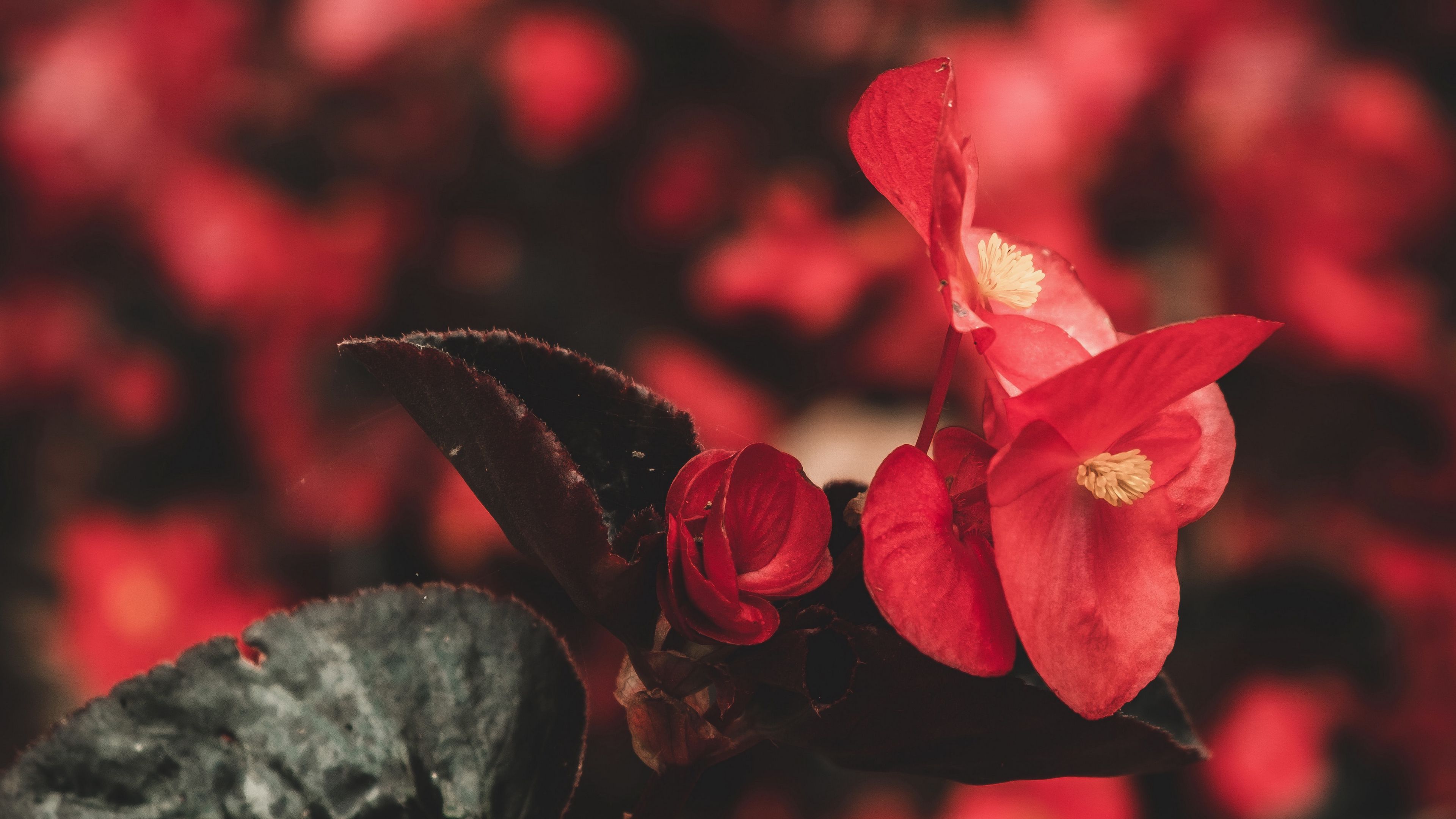 flowers, red, macro, plant, 4k, HD Wallpaper