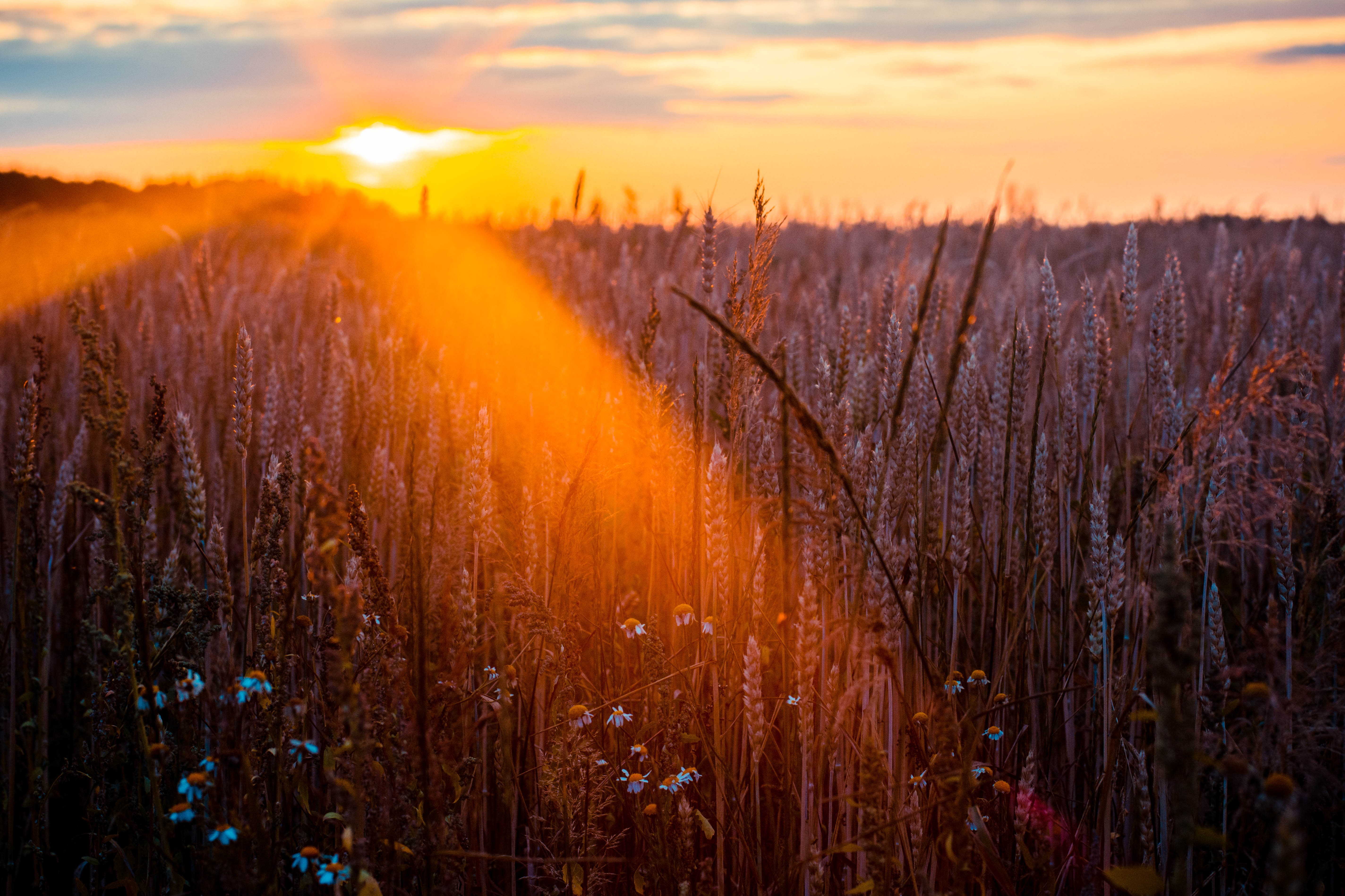 field, nature, sunbeam, hd, 4k, 5k, photography, HD Wallpaper