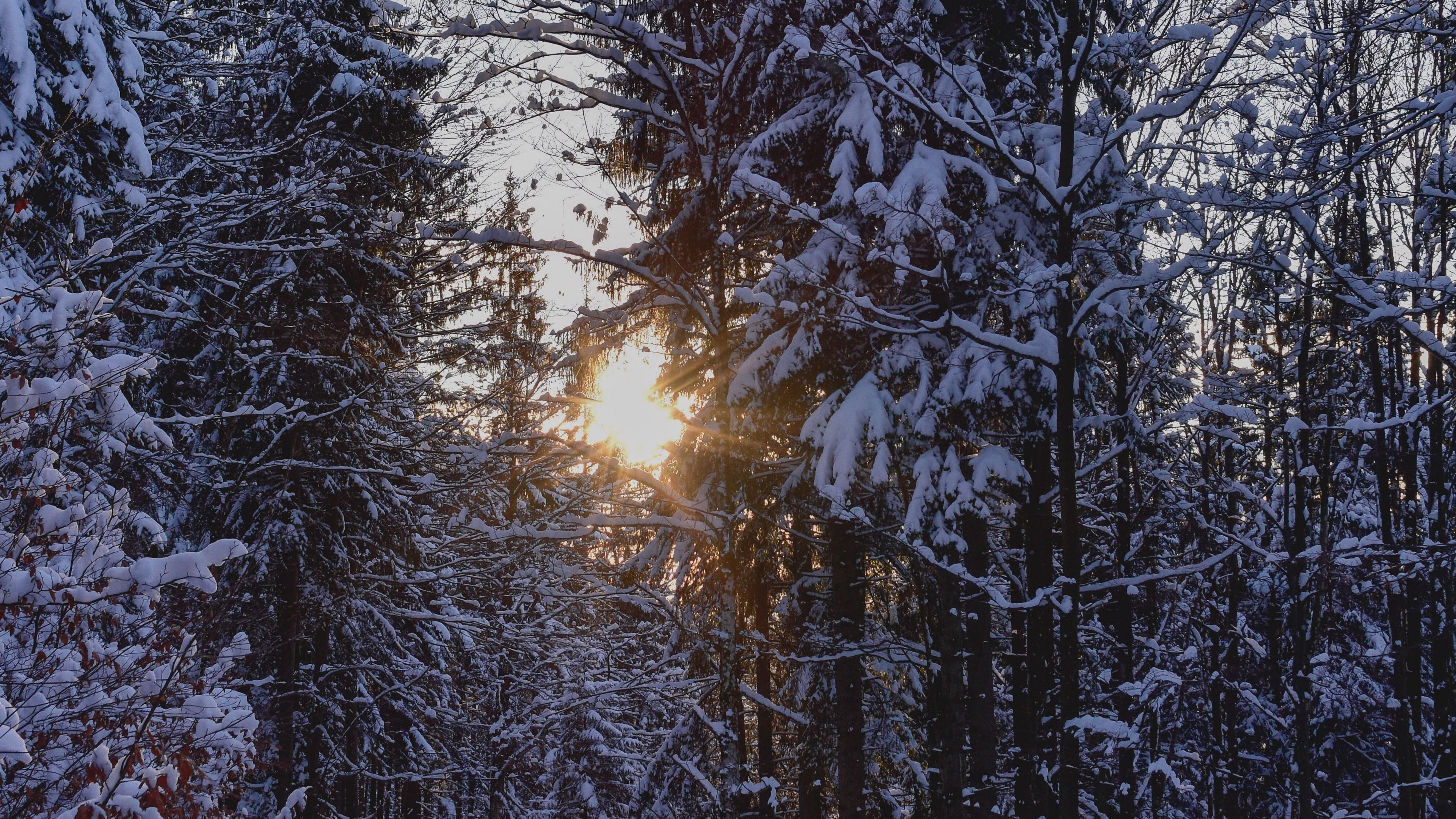 forest, sunset, winter, trees, snow, 4k, HD Wallpaper