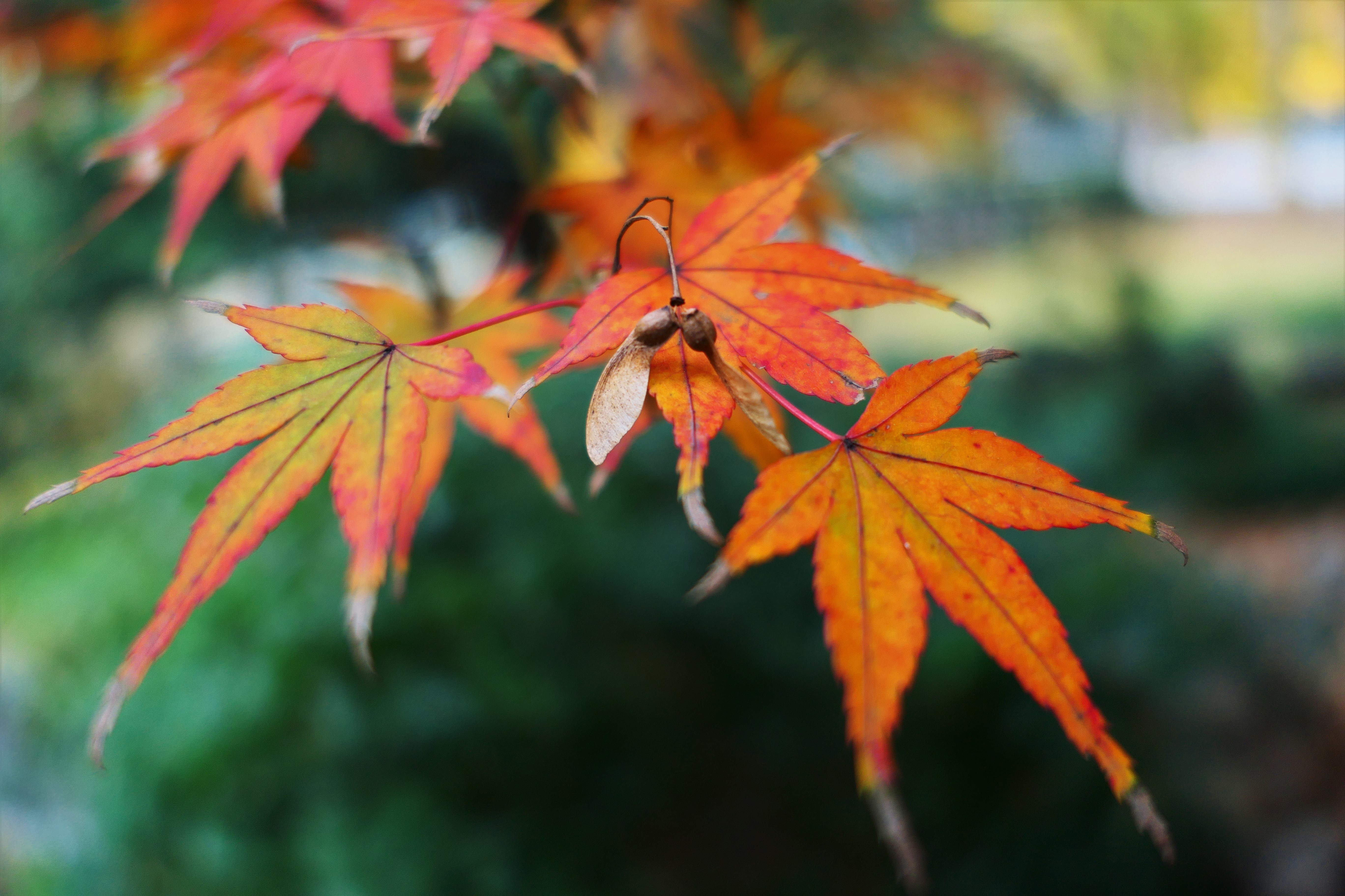 leaf, fall, autumn, nature, hd, 4k, 5k, HD Wallpaper