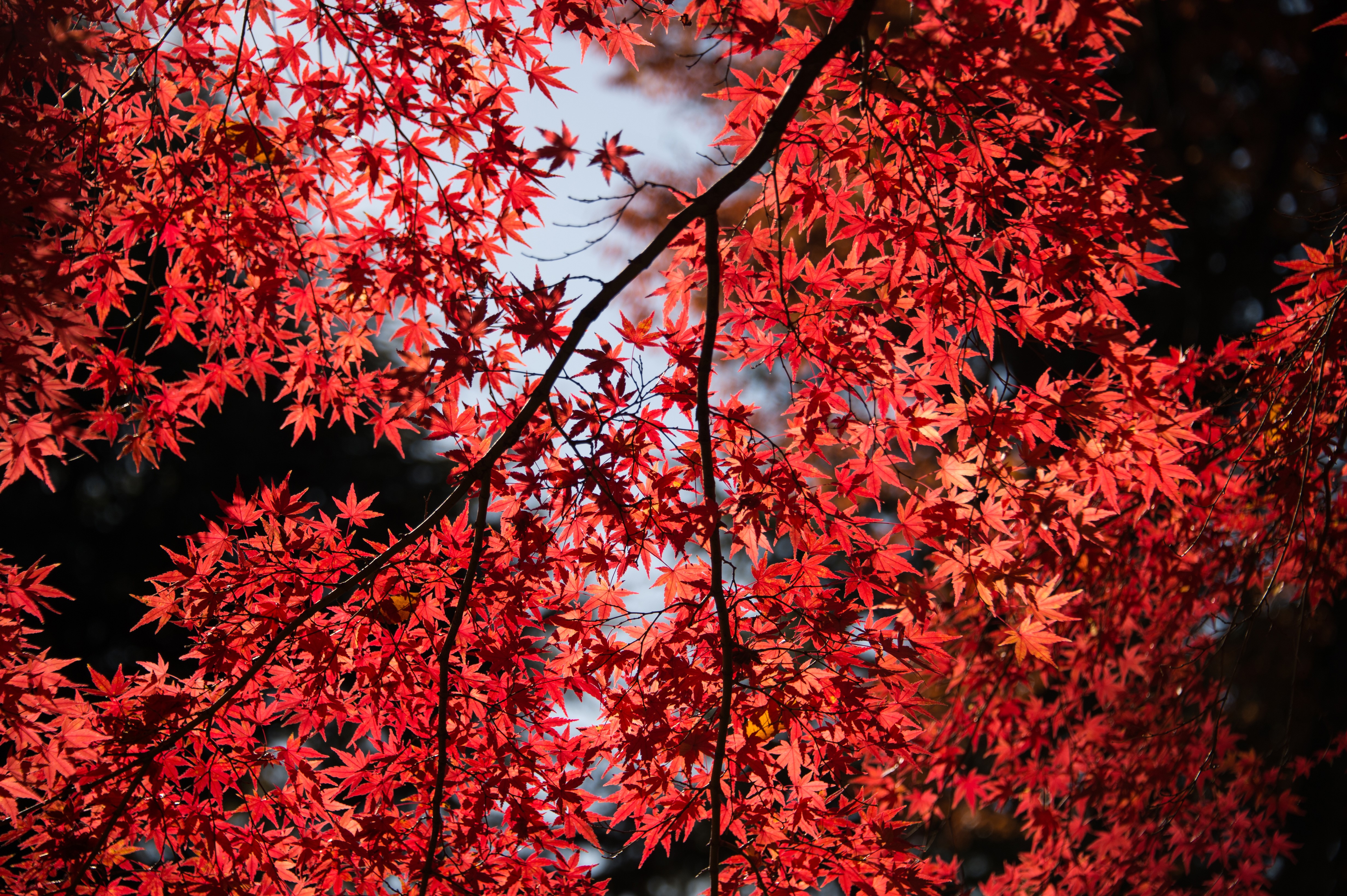 leaves, red, trees, nature, hd, 4k, 5k, tree, HD Wallpaper