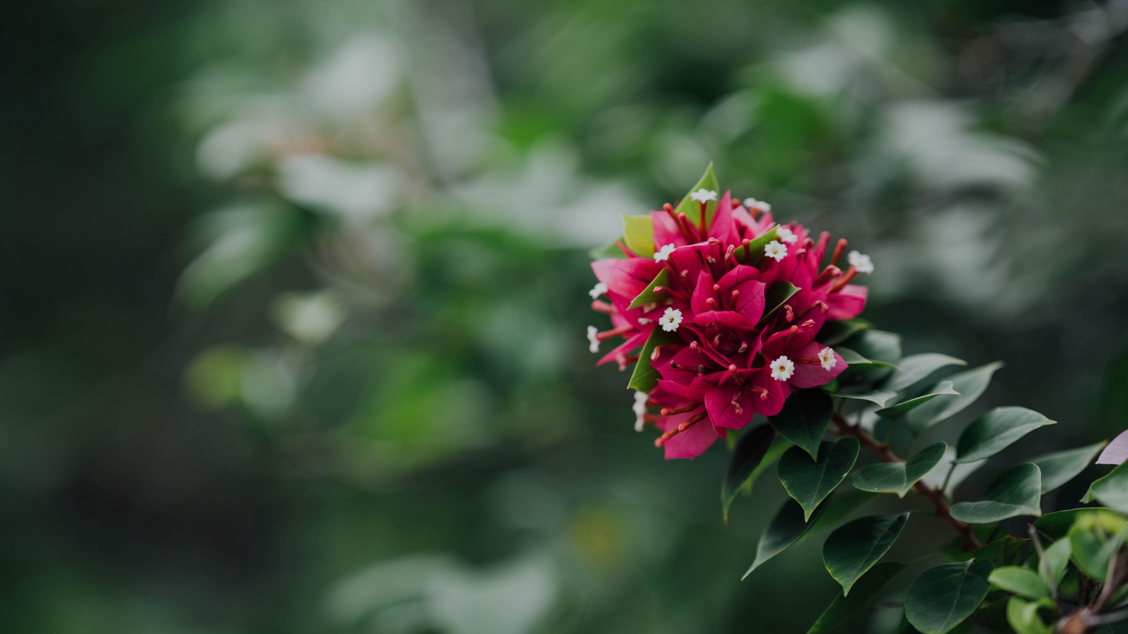 flowers, pink, branch, plant, 4k, HD Wallpaper