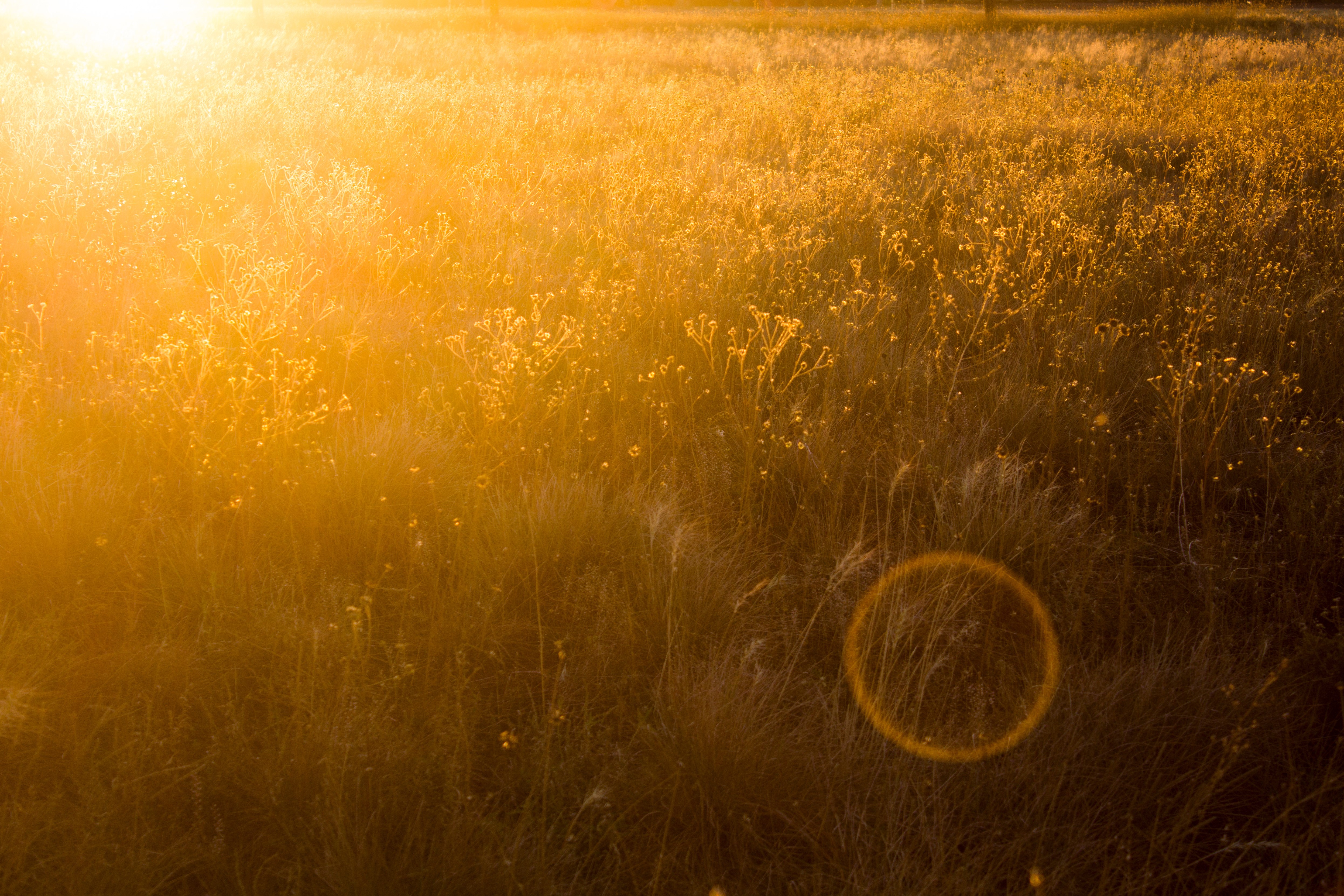 field, nature, hd, 4k, 5k, sunbeam, HD Wallpaper