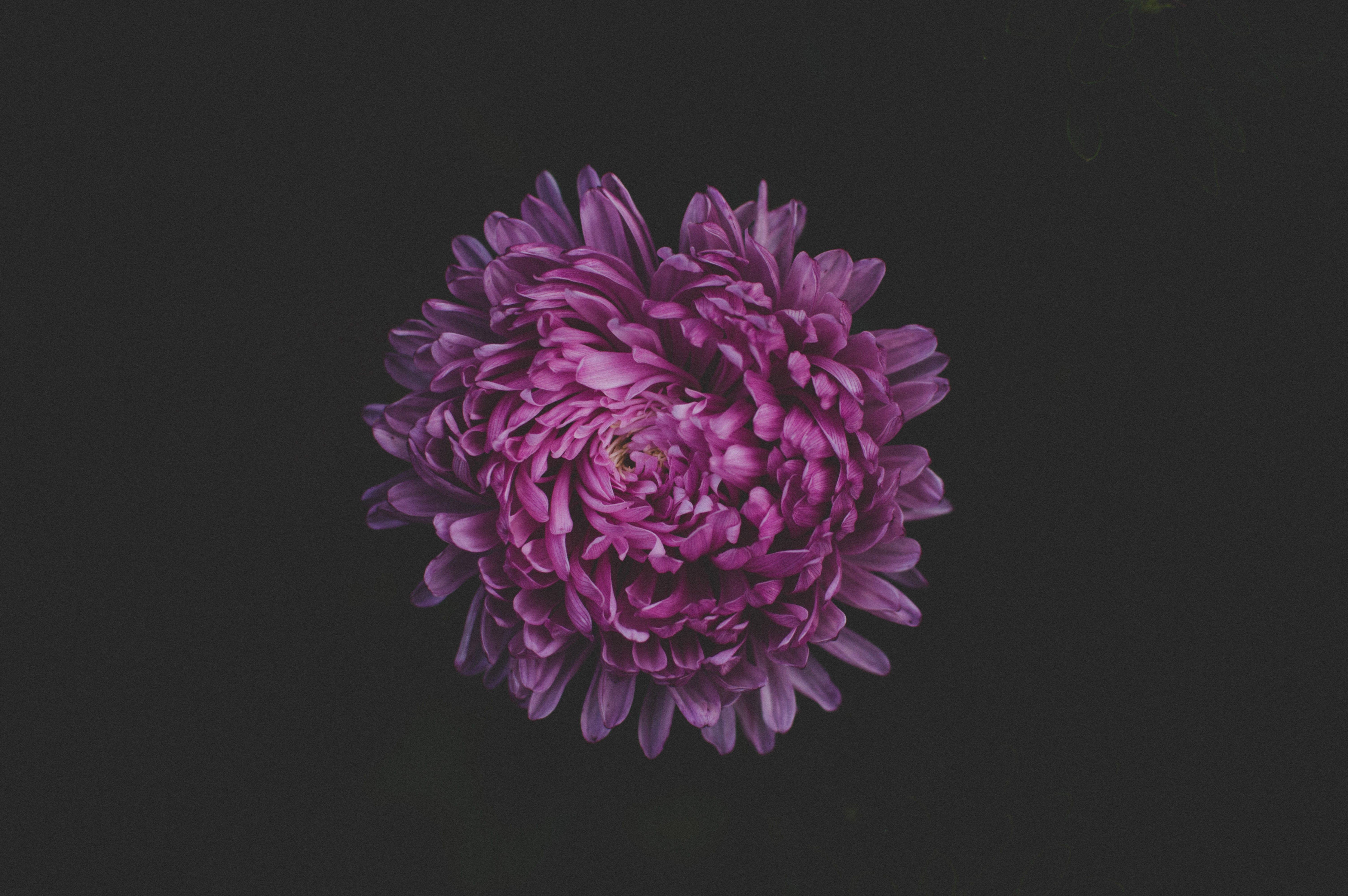 purple, flowers, blossom, hd, 4k, 5k, HD Wallpaper