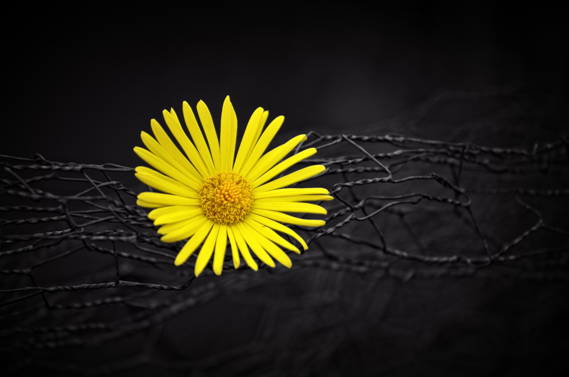 flowers, yellow, dark, background, hd, HD Wallpaper